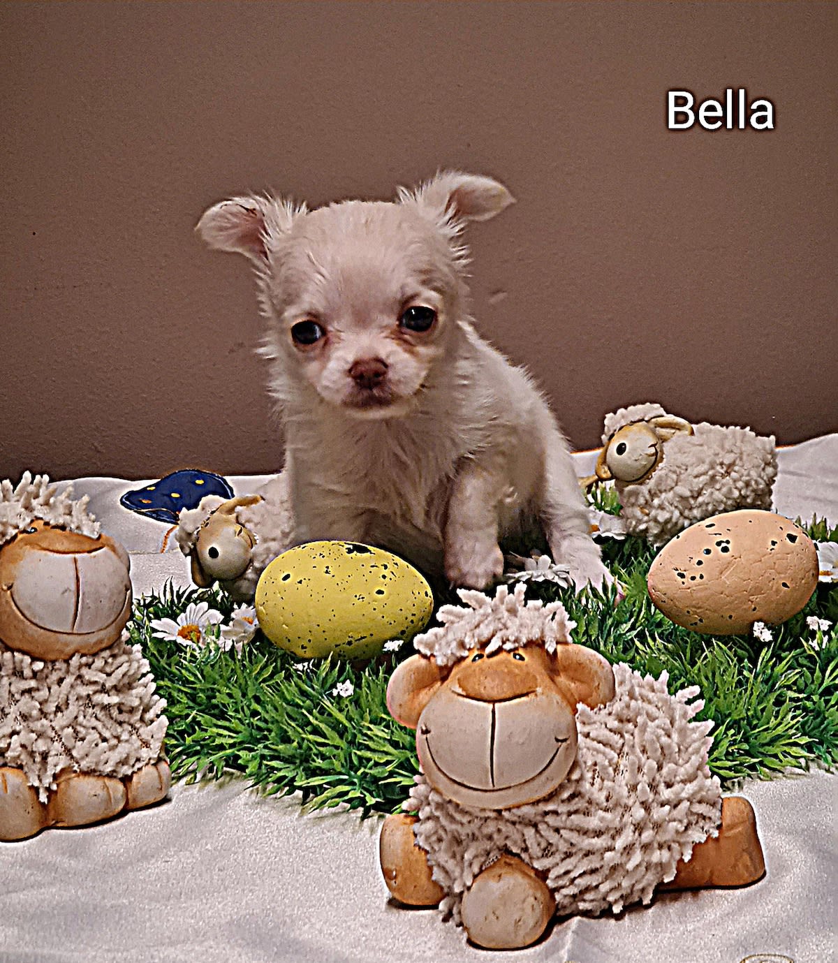 Chihuahua Bella