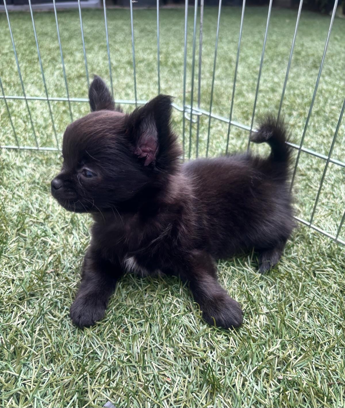 Teddy - Chihuahua