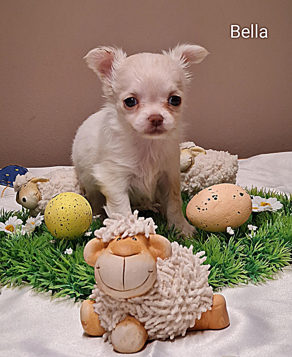 Chihuahua Bella