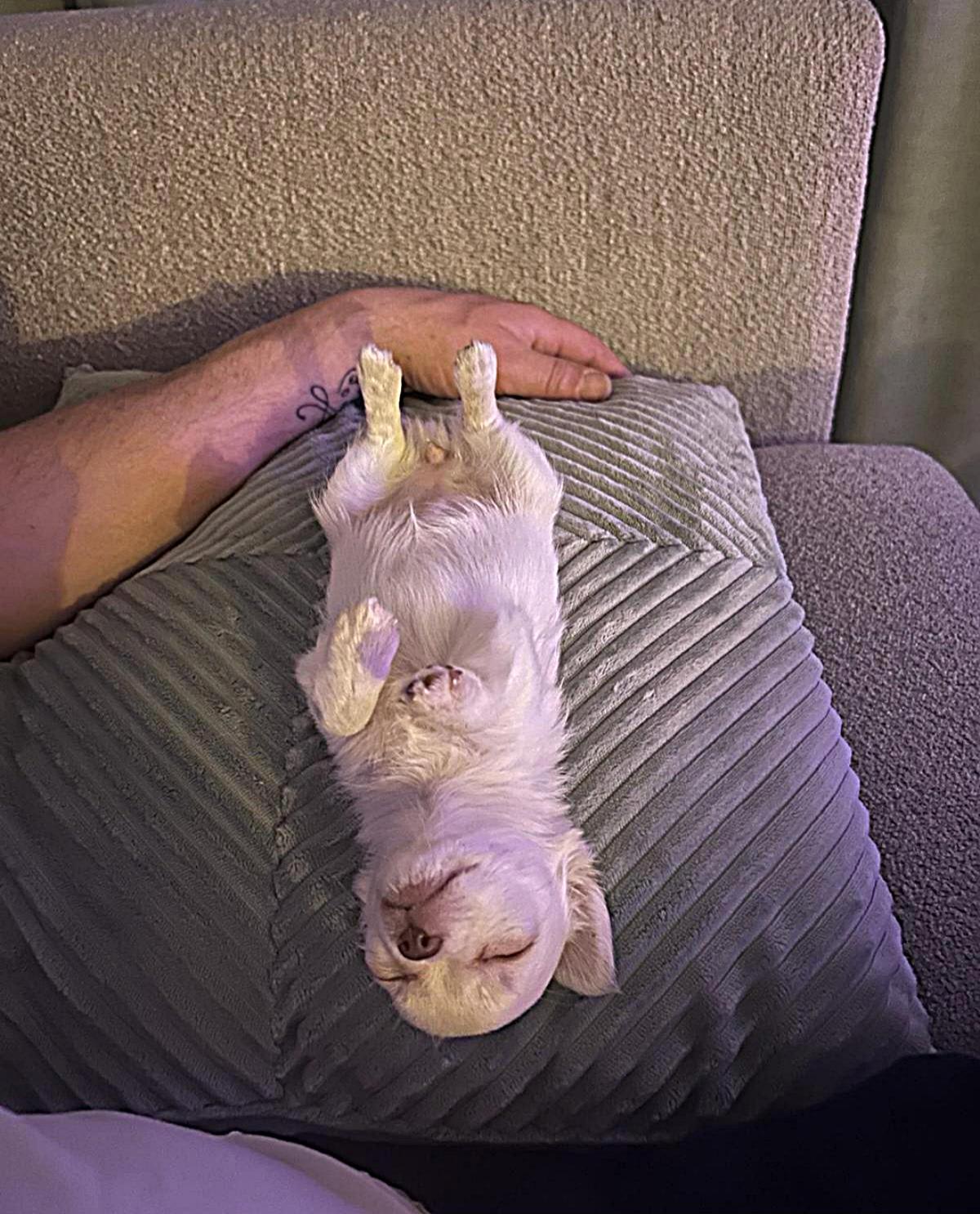 Chihuahua Ginny - Bella