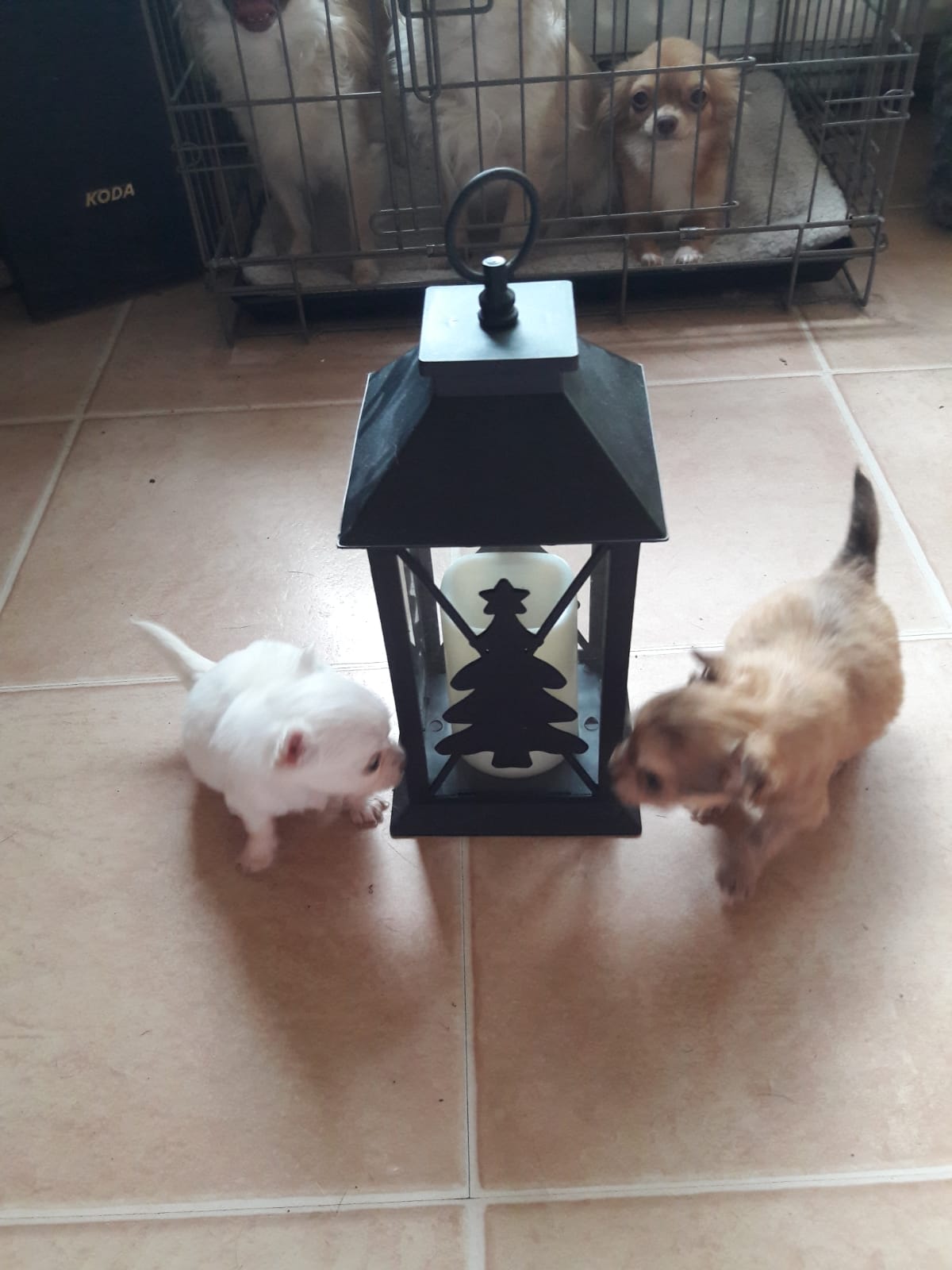 Pepper-diesel- chihuahua