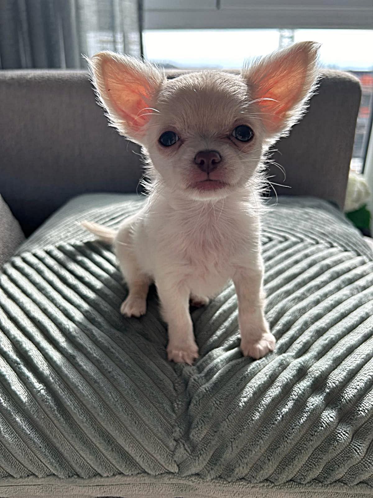 Chihuahua Ginny - Bella