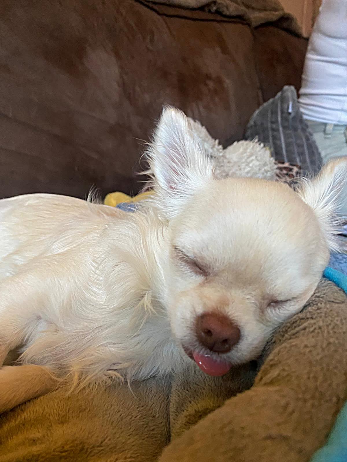 Lilly - Blanca chihuahua