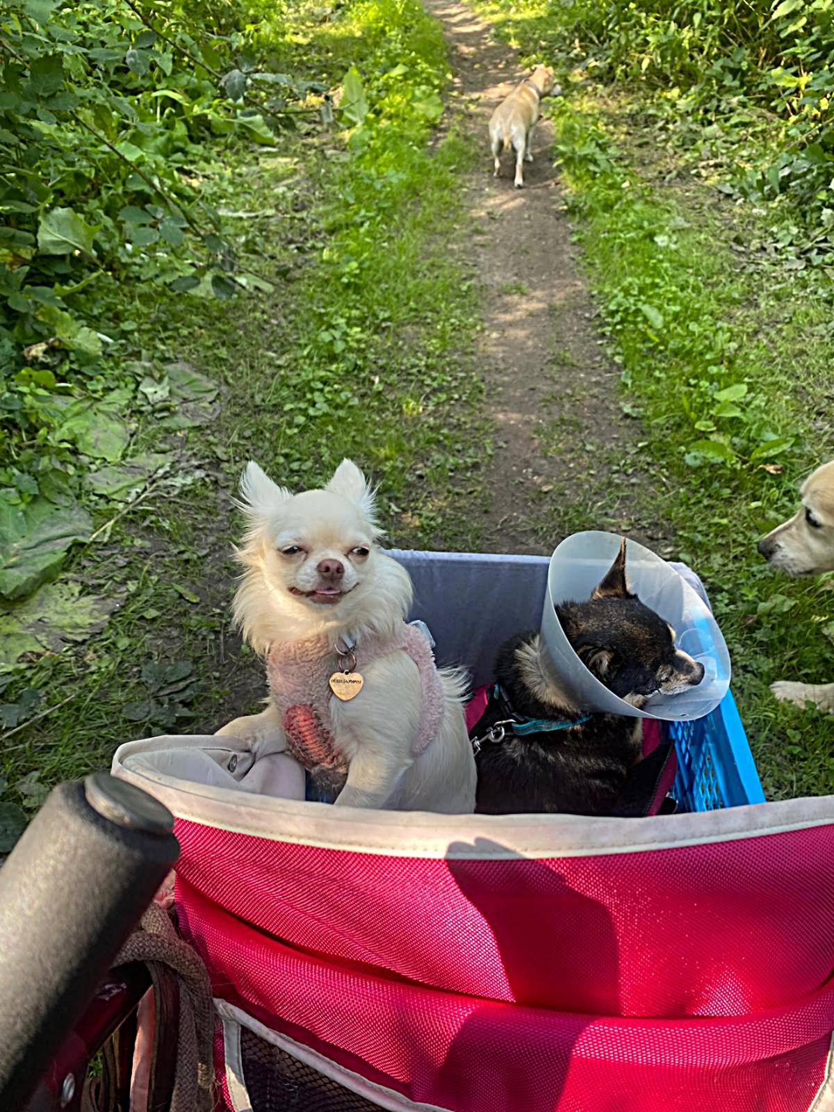 Lilly - Blanca chihuahua