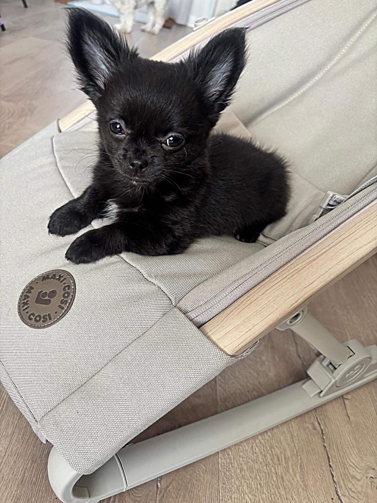 Teddy - Chihuahua