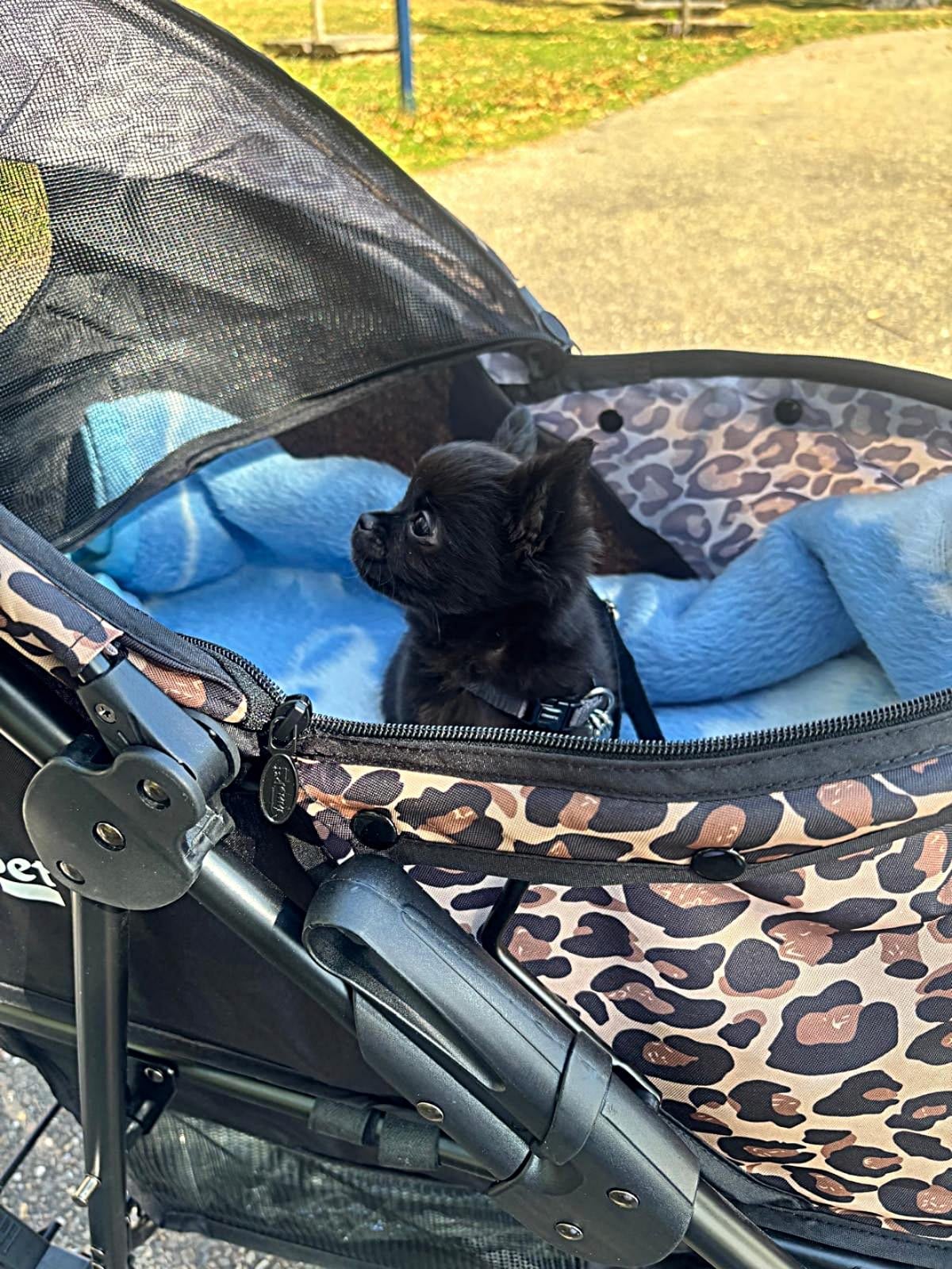 Teddy - Chihuahua