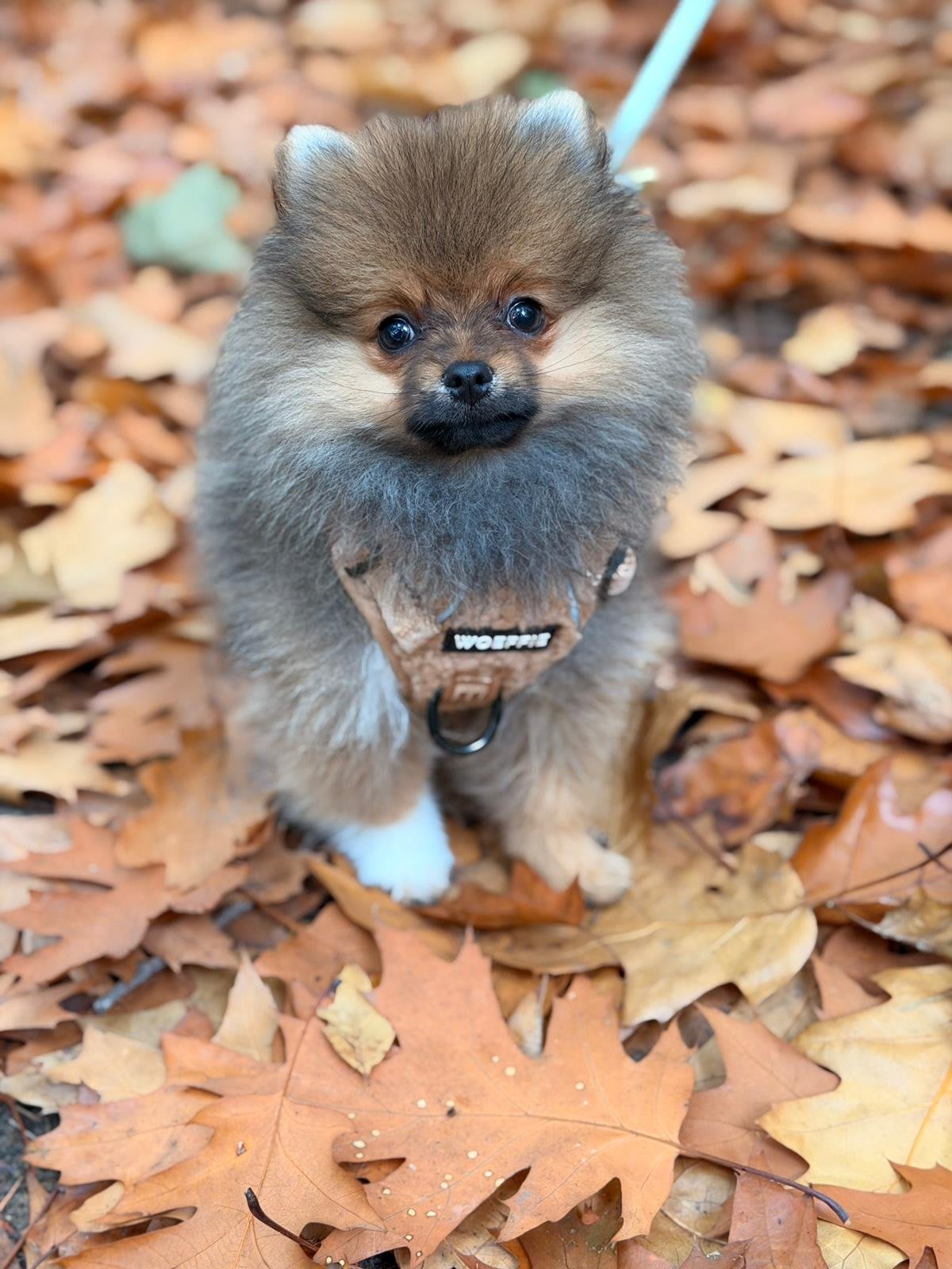 Pomeranian Lou ( Arnie )
