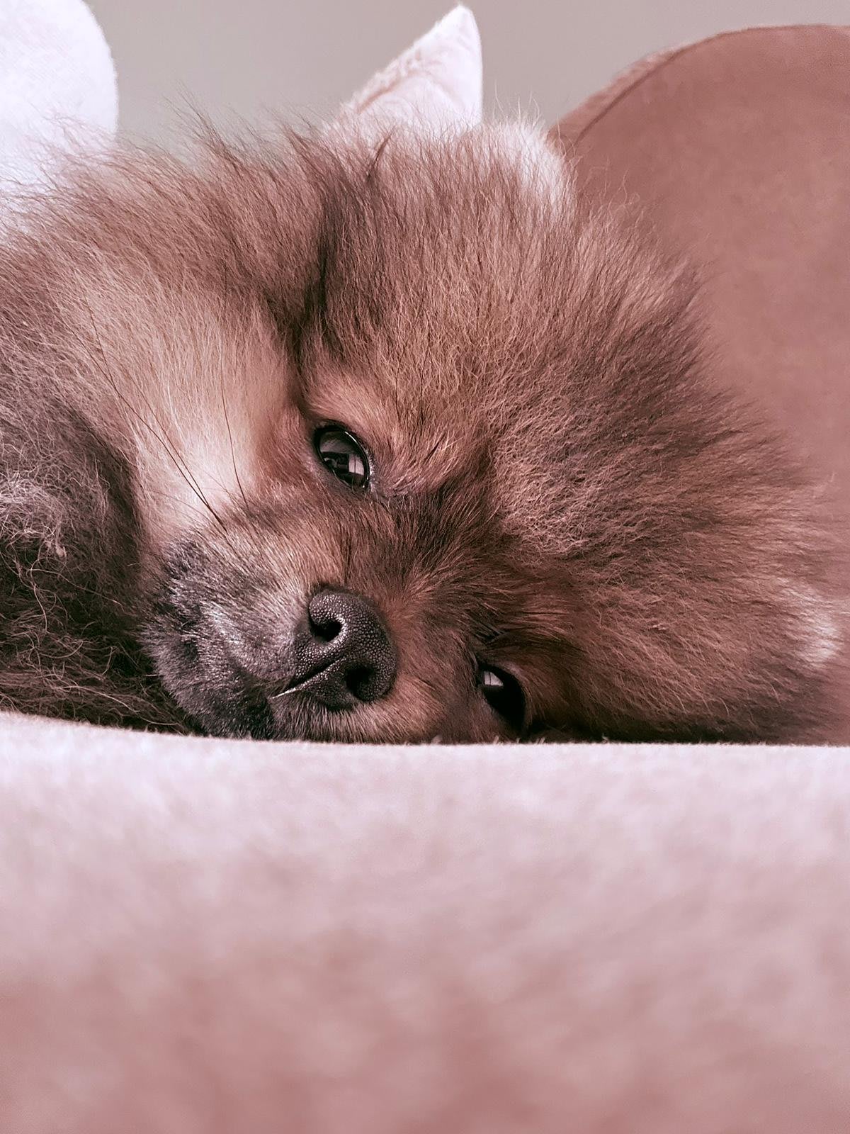 Pomeranian Lou ( Arnie )