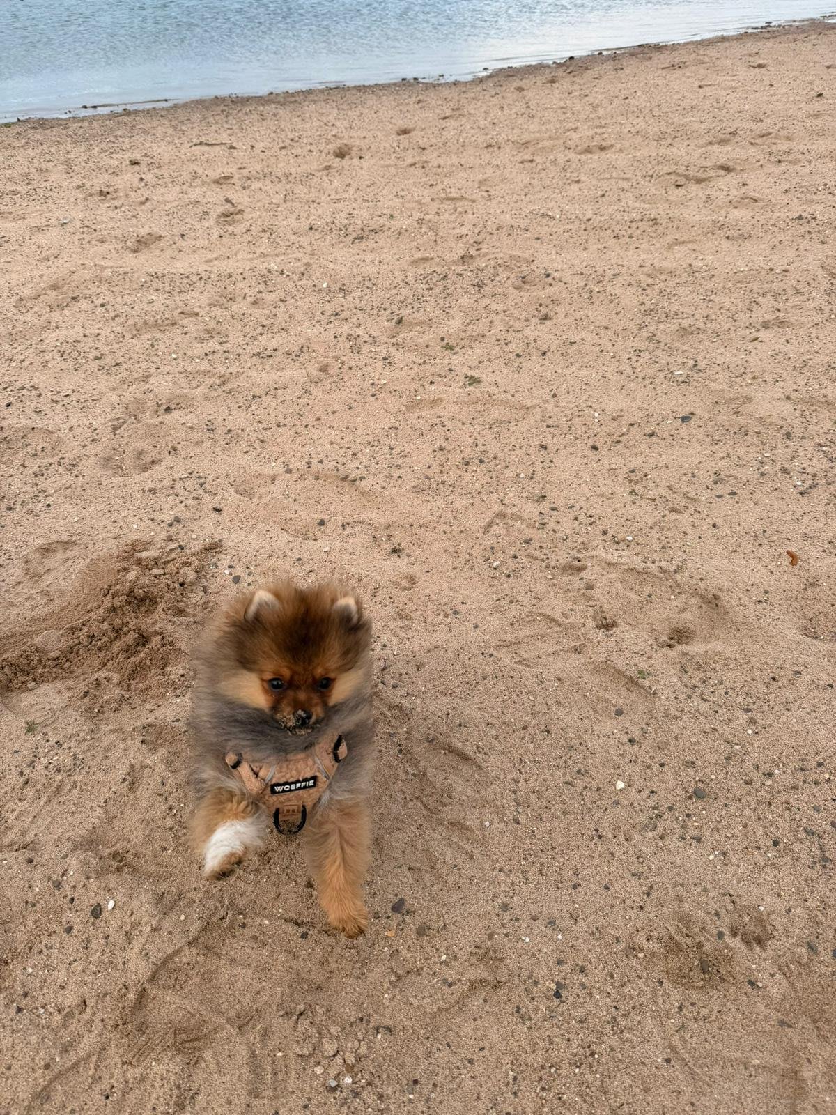 Pomeranian Lou ( Arnie )