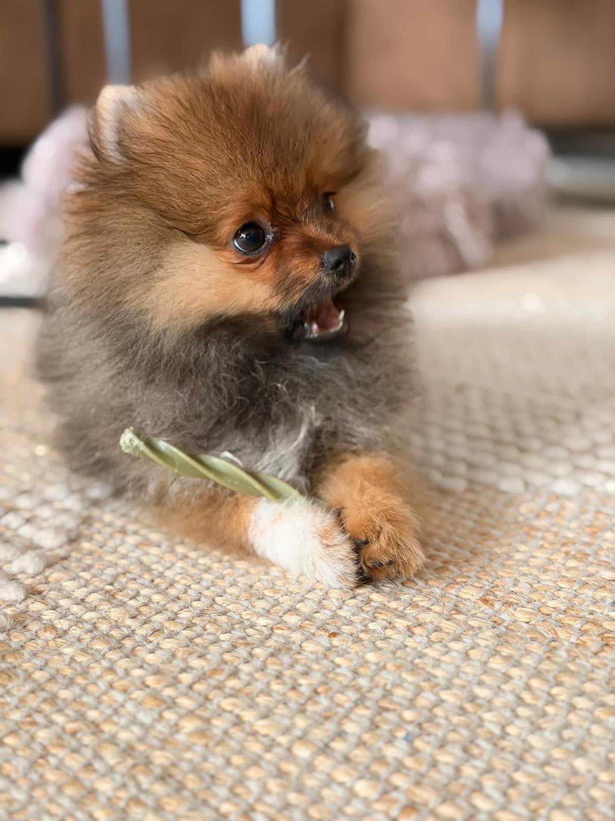 Pomeranian Lou ( Arnie )