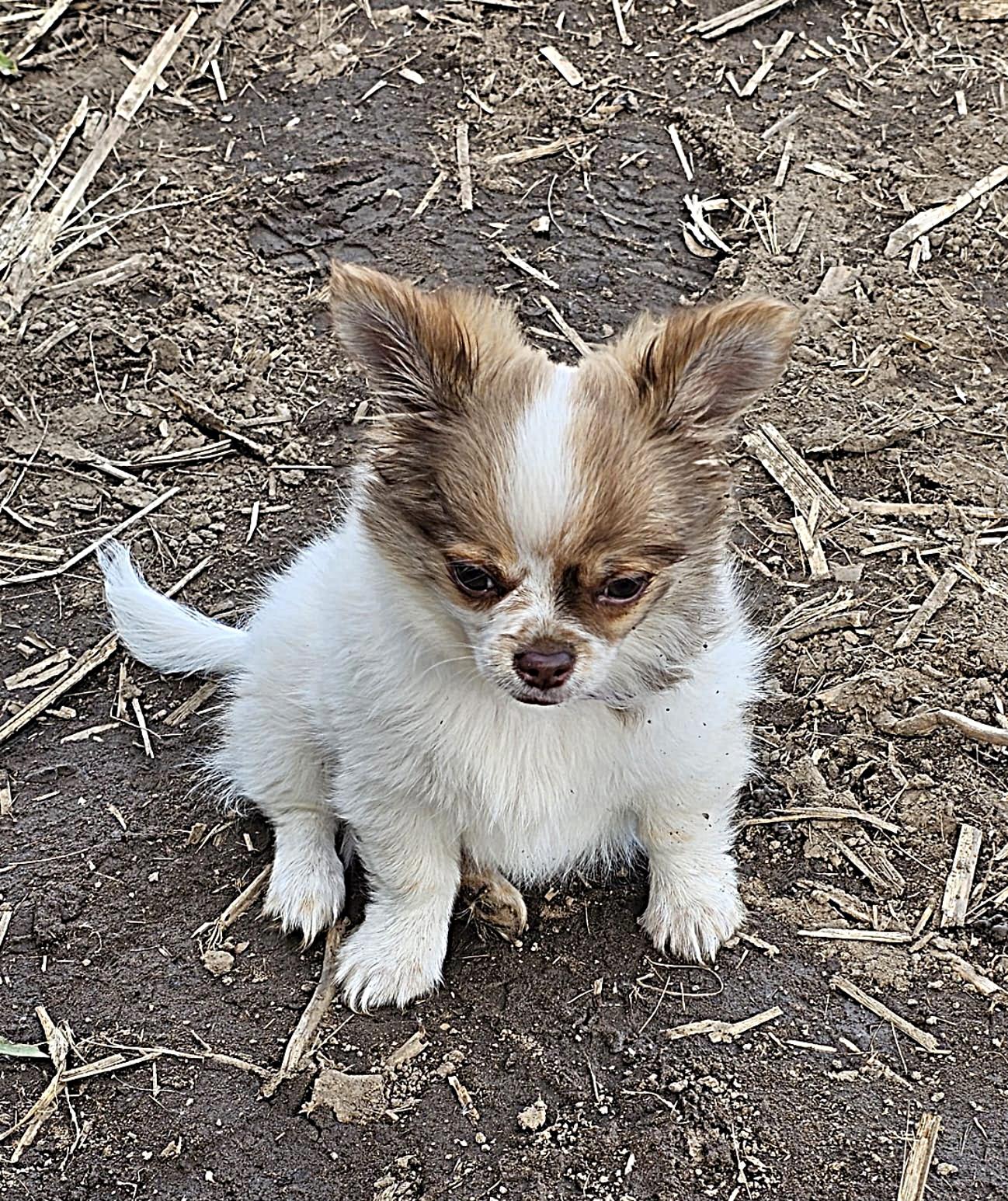 Chihuahua Balou