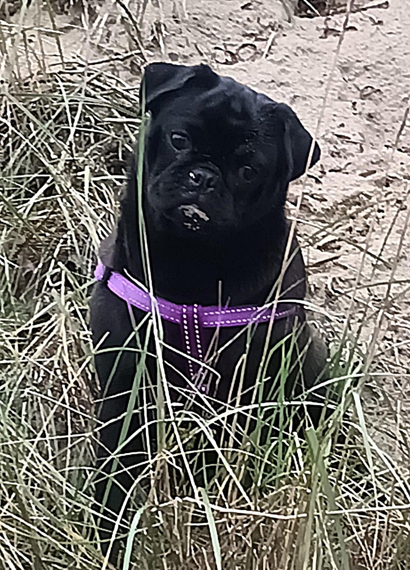 Amy - Indy Retromops