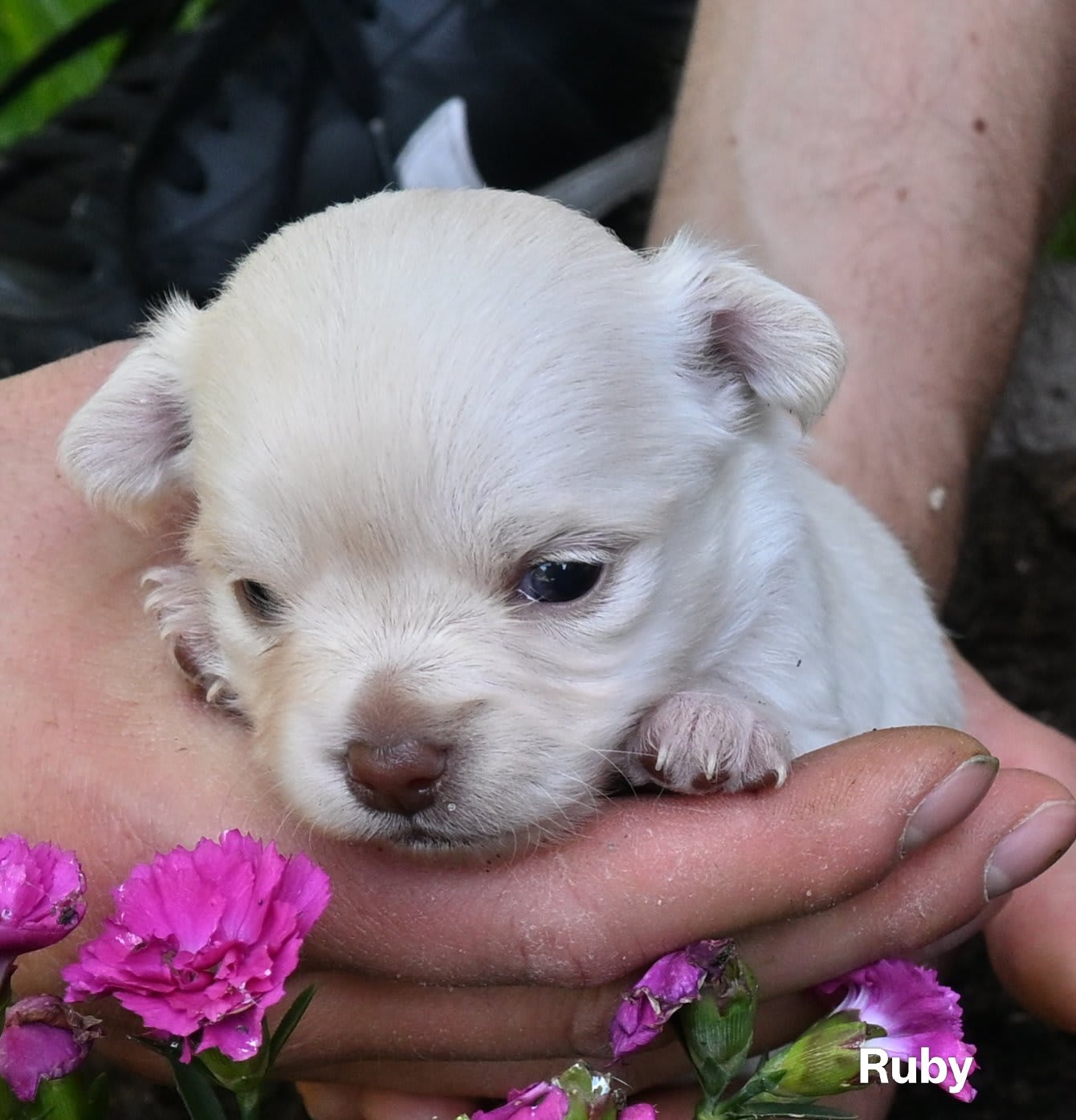 Chihuahua Ruby