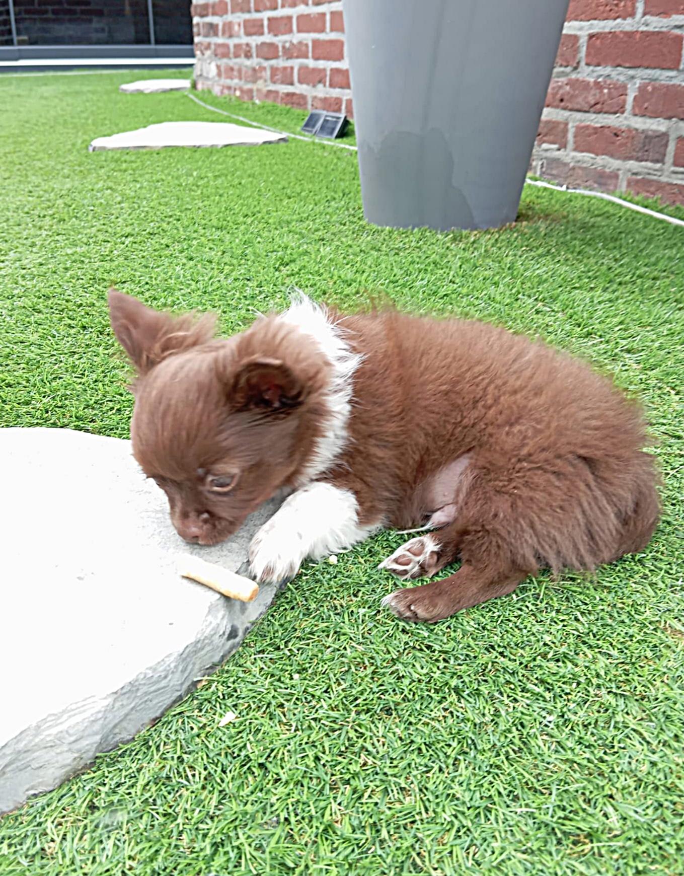 Chihuahua Jaxx
