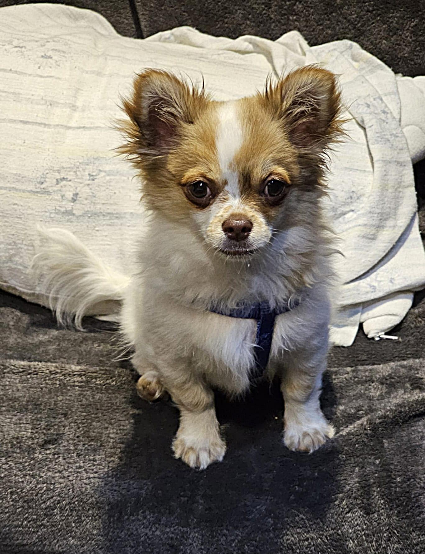 Chihuahua Balou