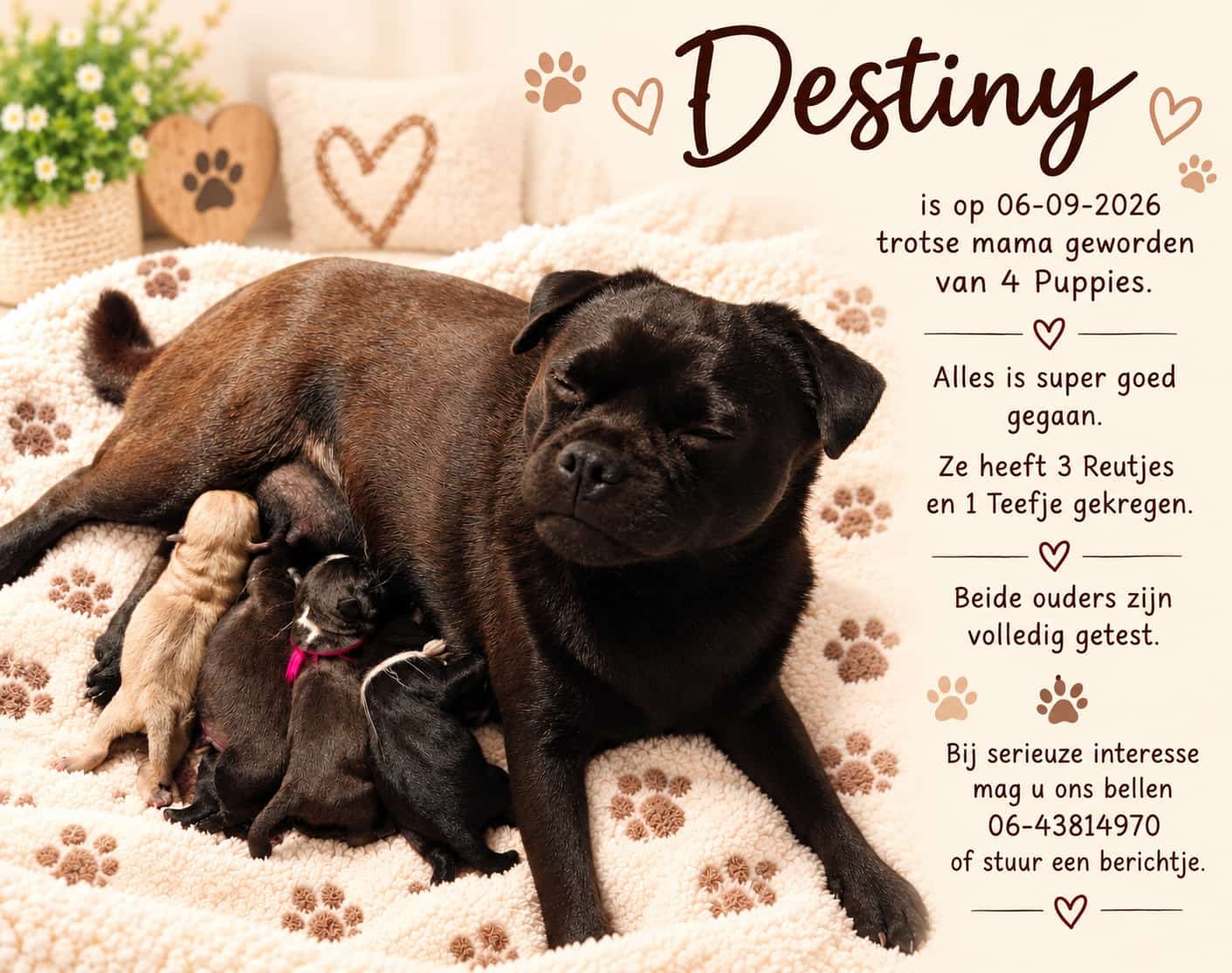Destiny retromops nestje sept 2026 Destiny retromops nestje sept 2026