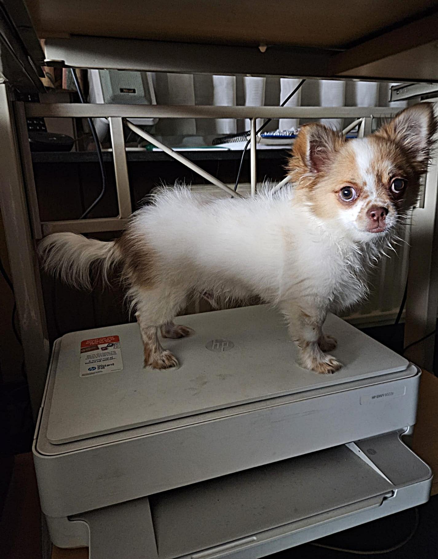 Chihuahua Balou