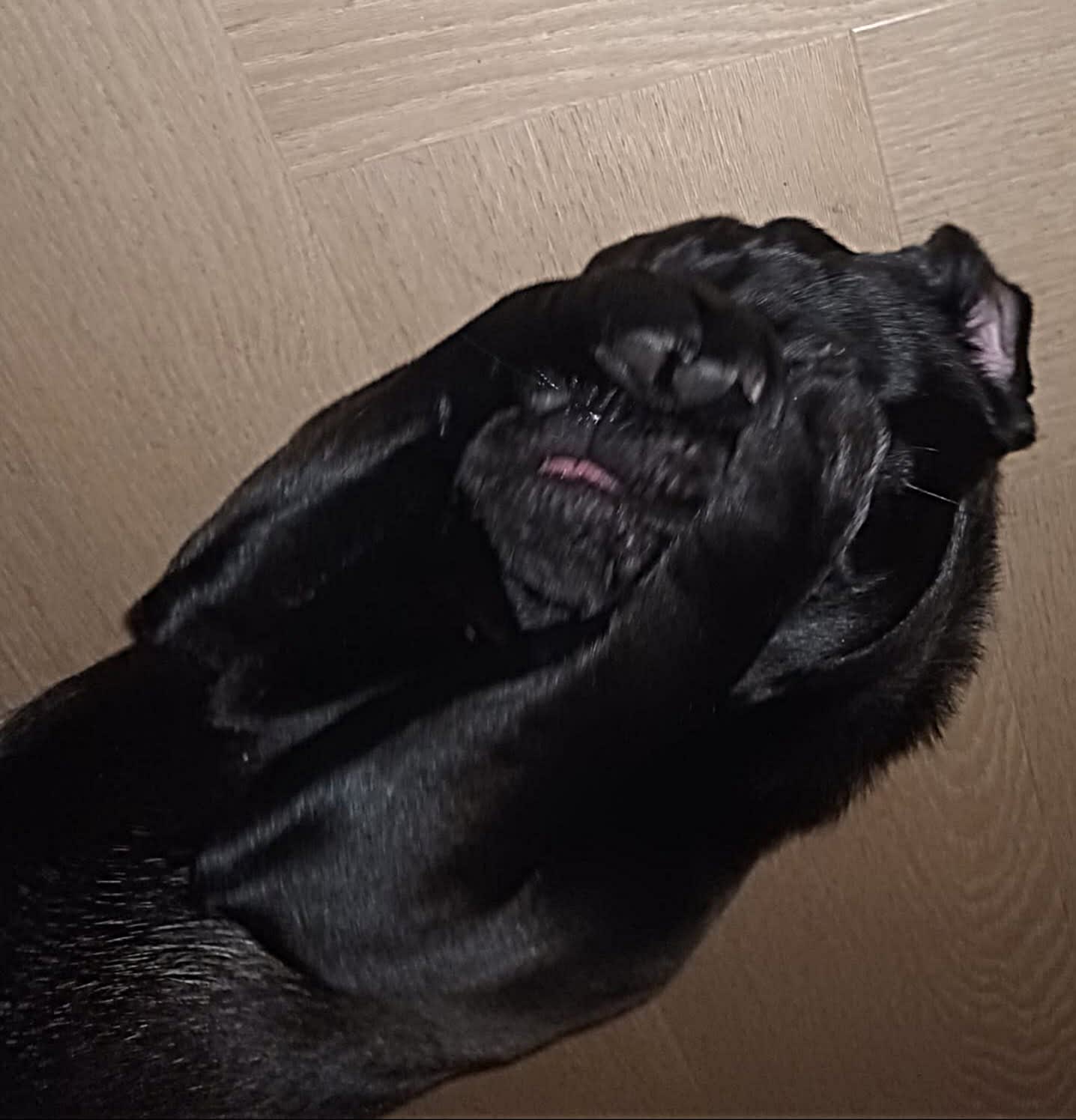 Amy - Indy Retromops