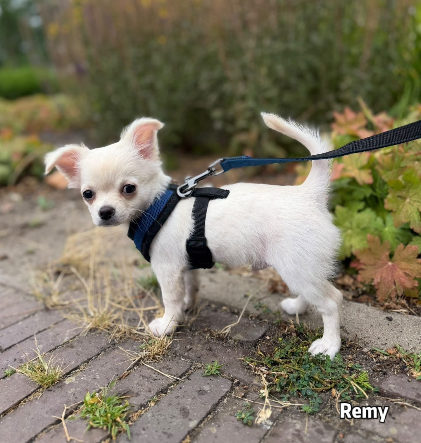Remy Chihuahua