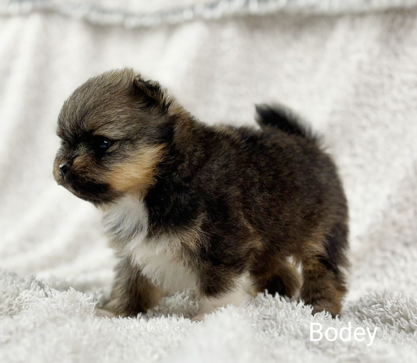 Pomeranian Bodey