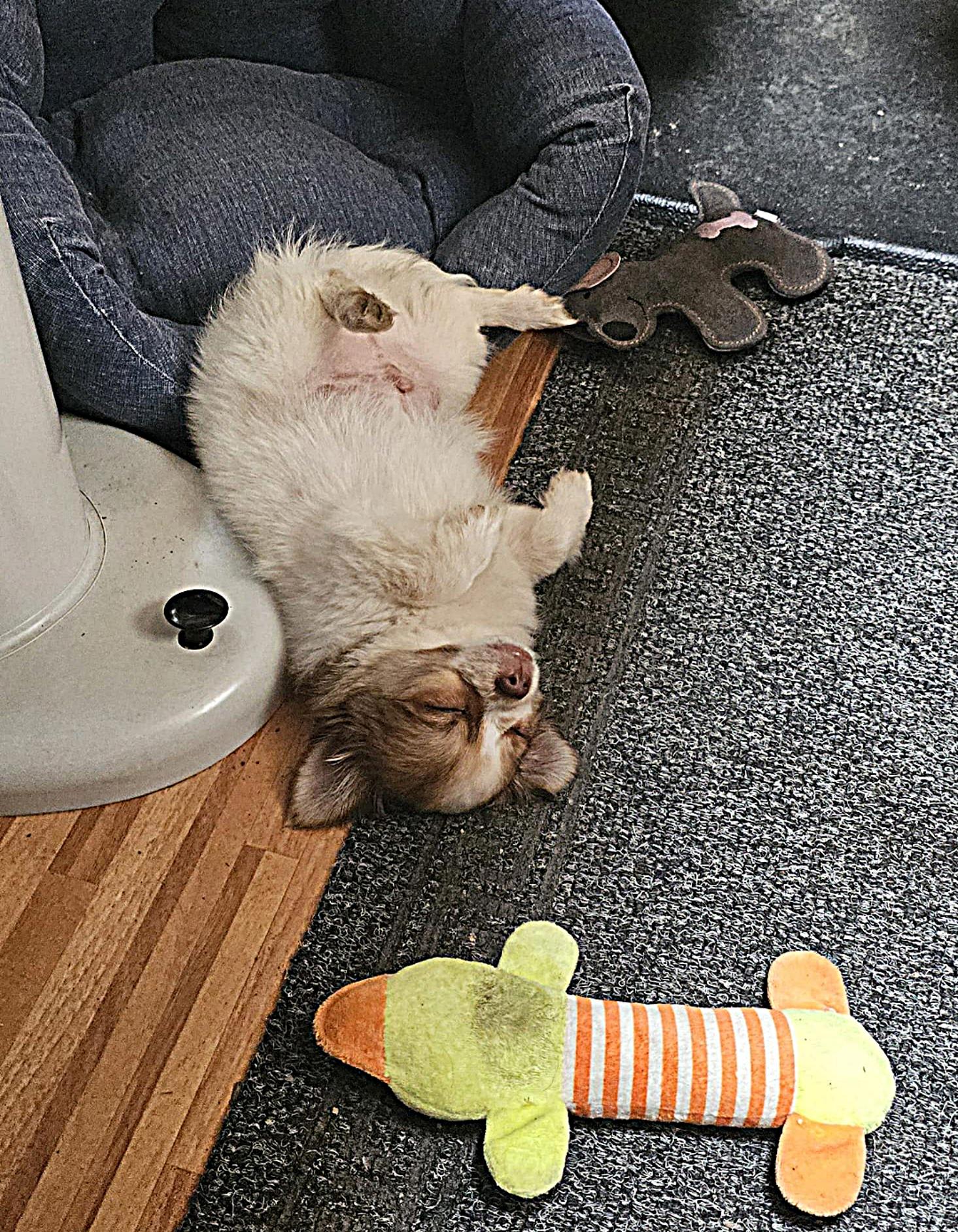 Chihuahua Balou