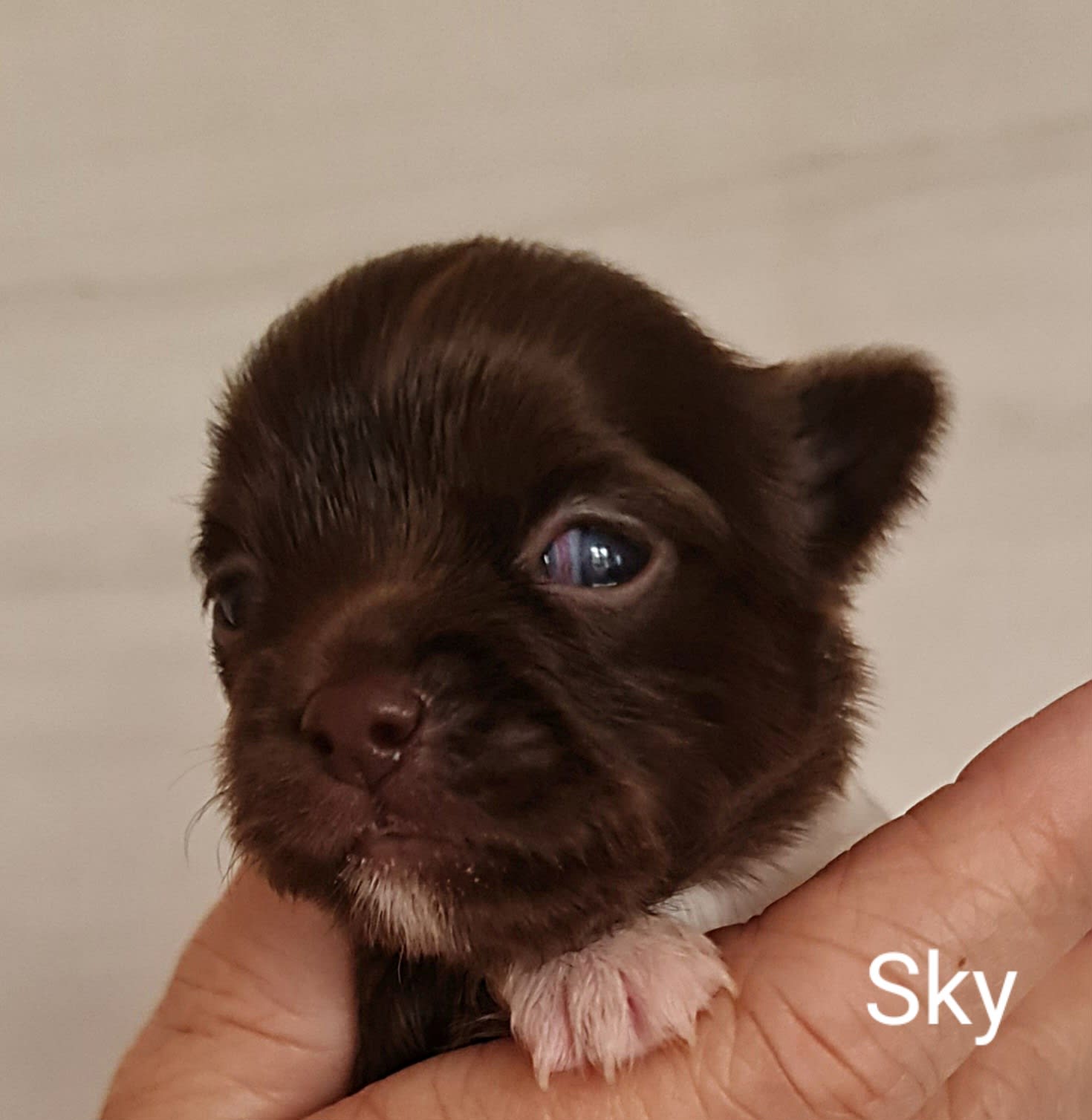 Sky Chihuahua
