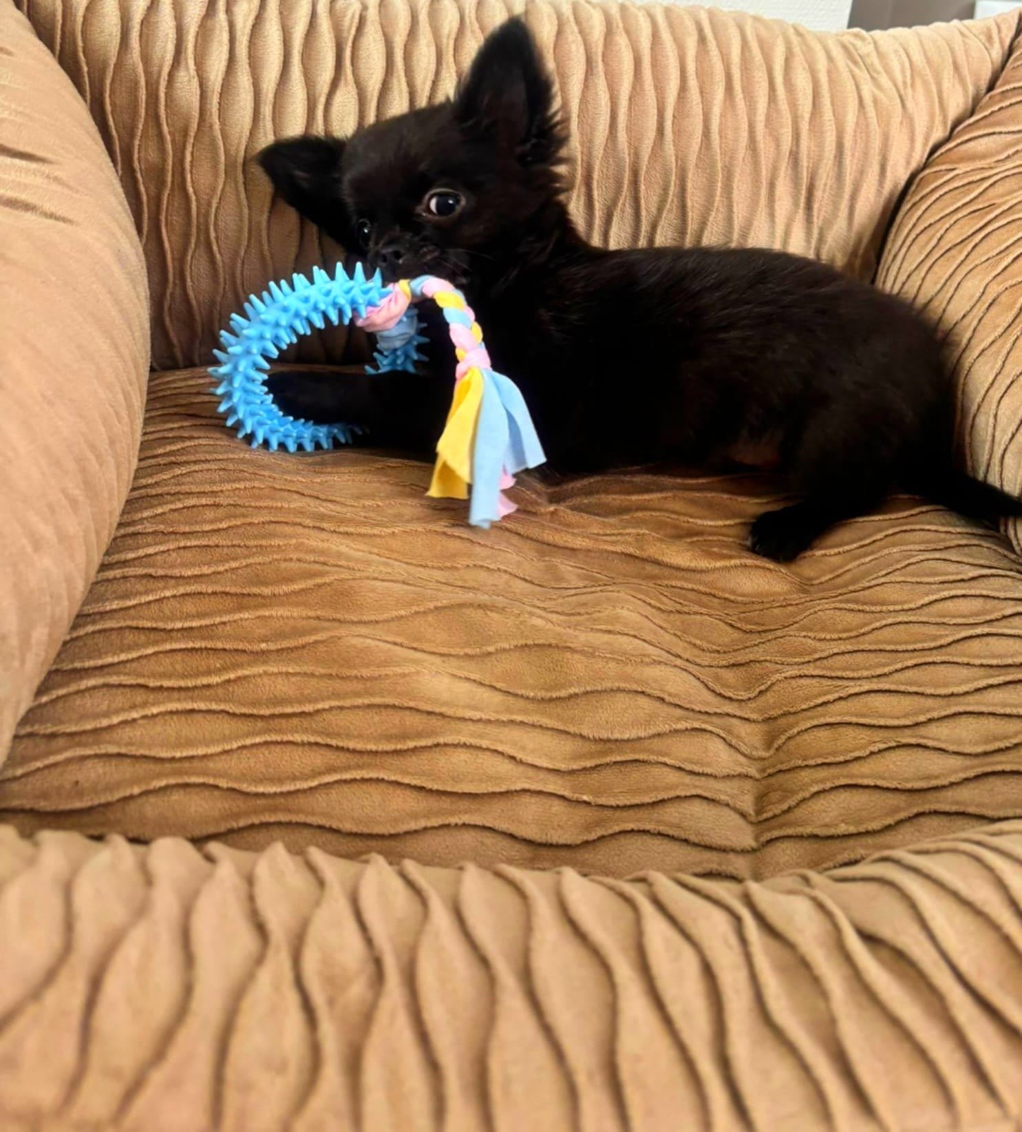 Teddy - Chihuahua