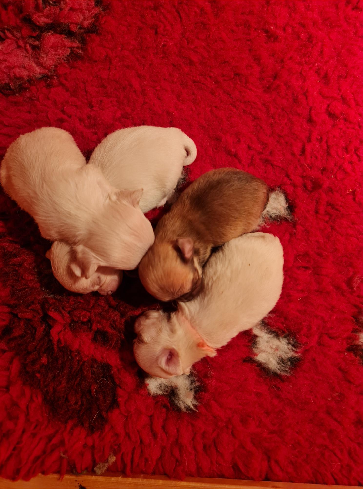 chihuahua nestje