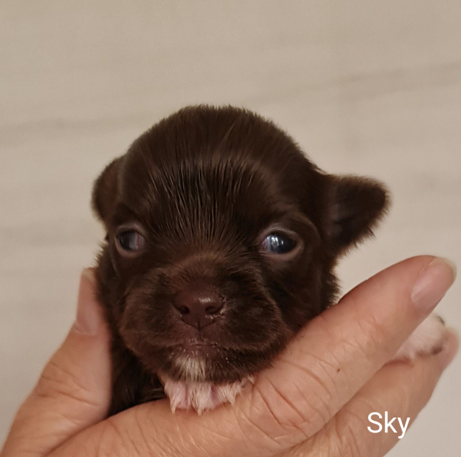 Sky Chihuahua