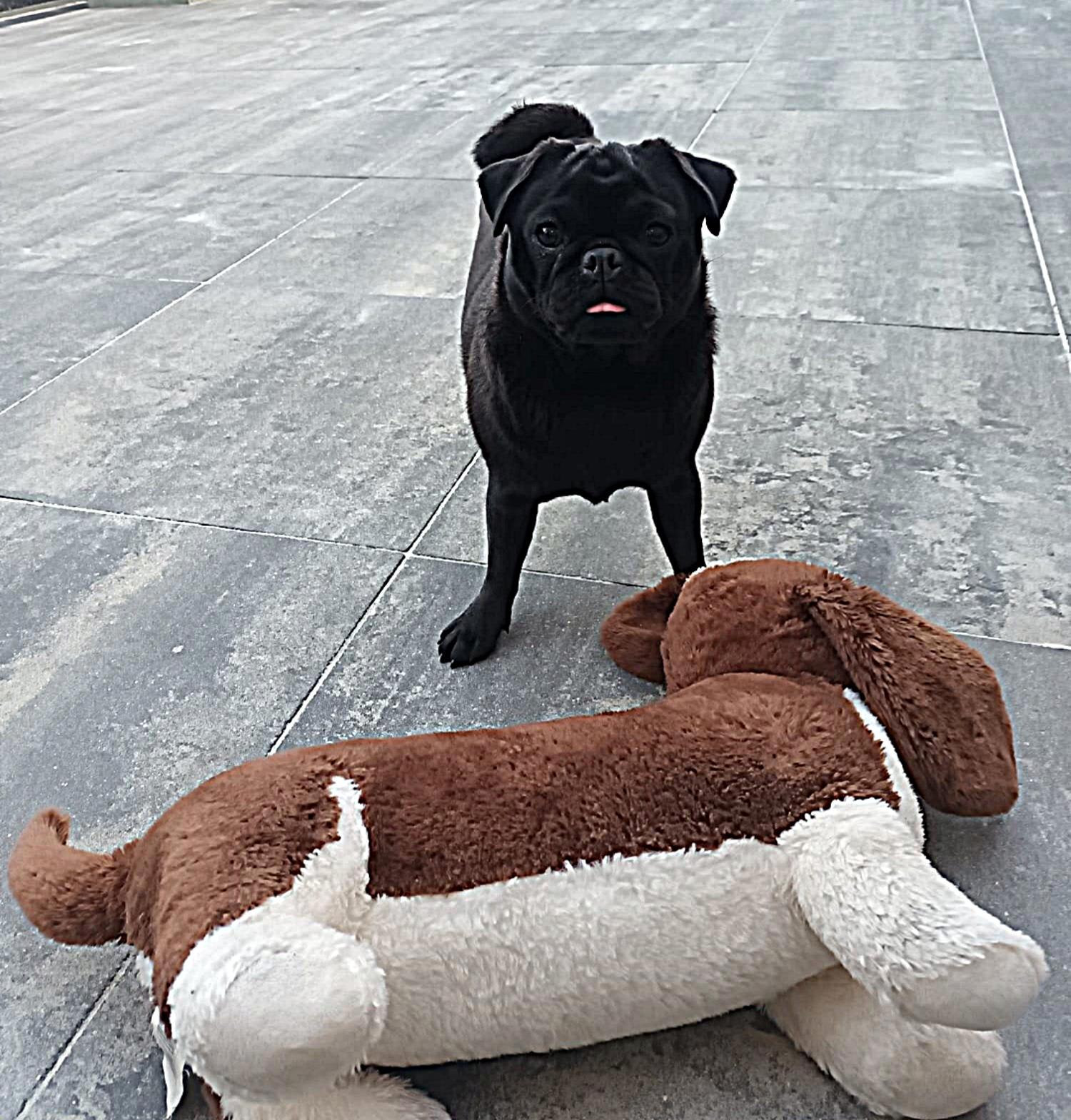 Amy - Indy Retromops