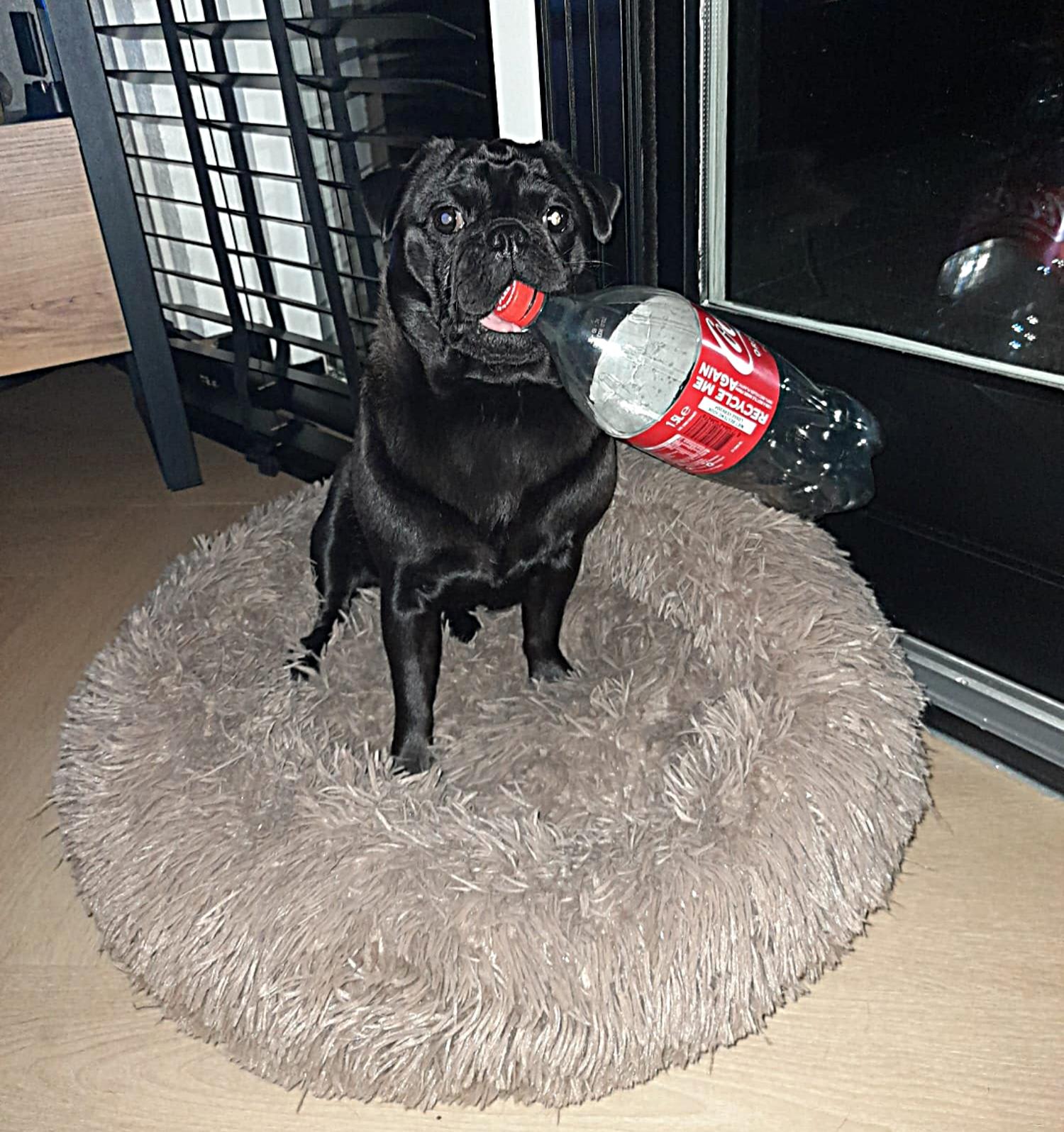 Amy - Indy Retromops