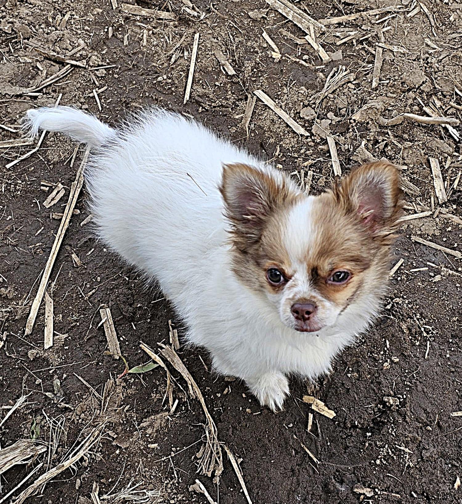 Chihuahua Balou