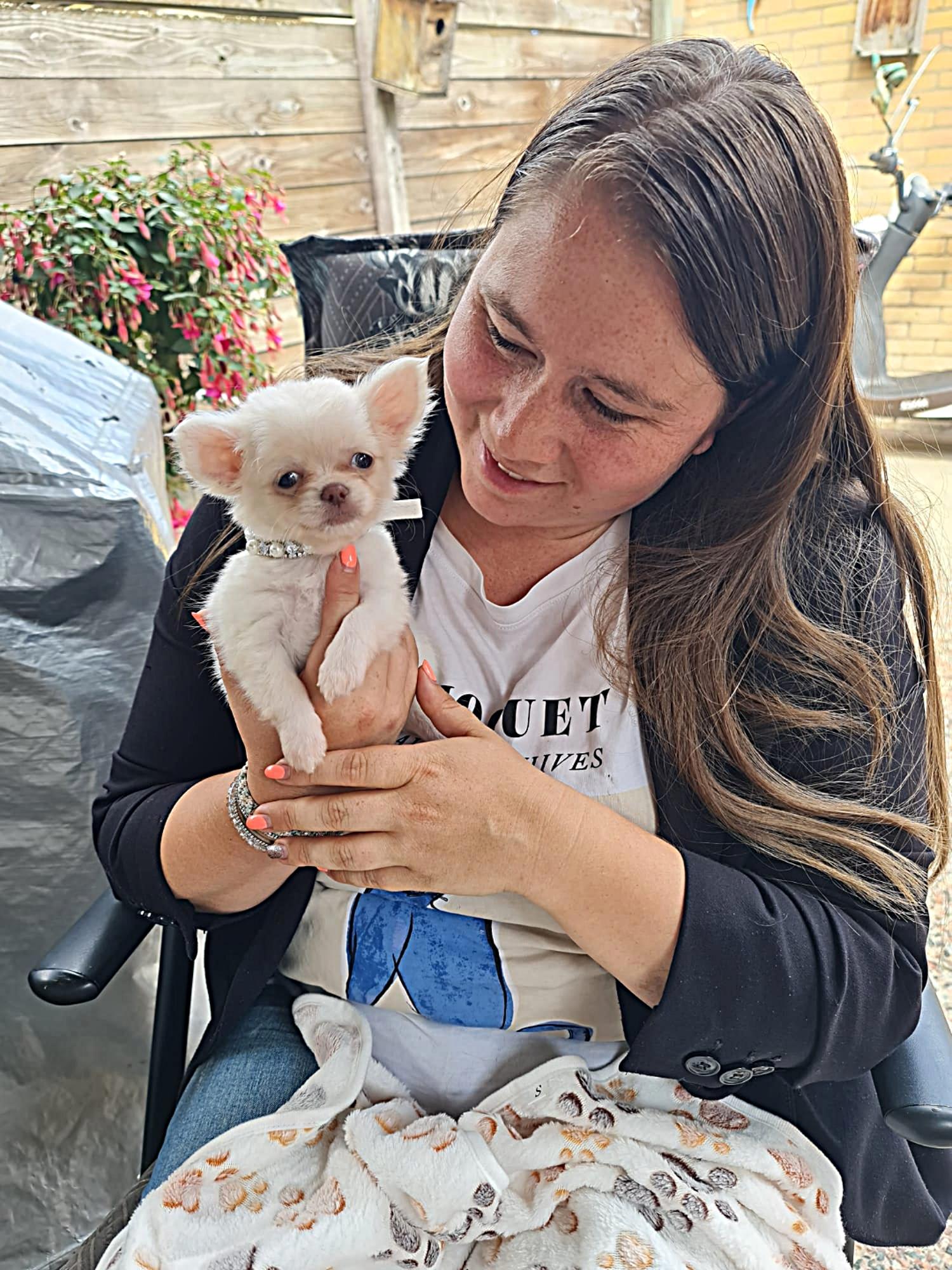 Nala Chihuahua