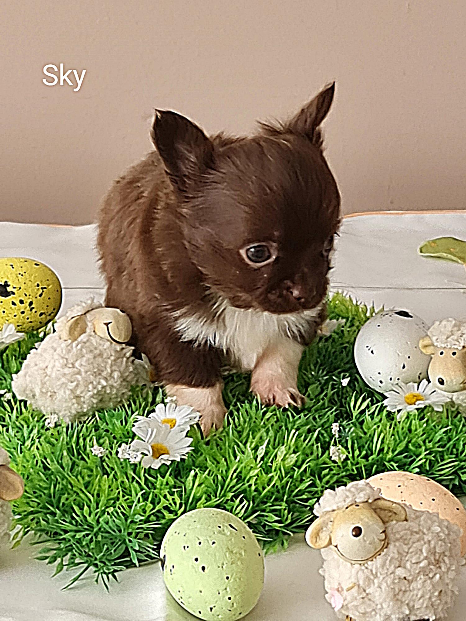 Chihuahua sky