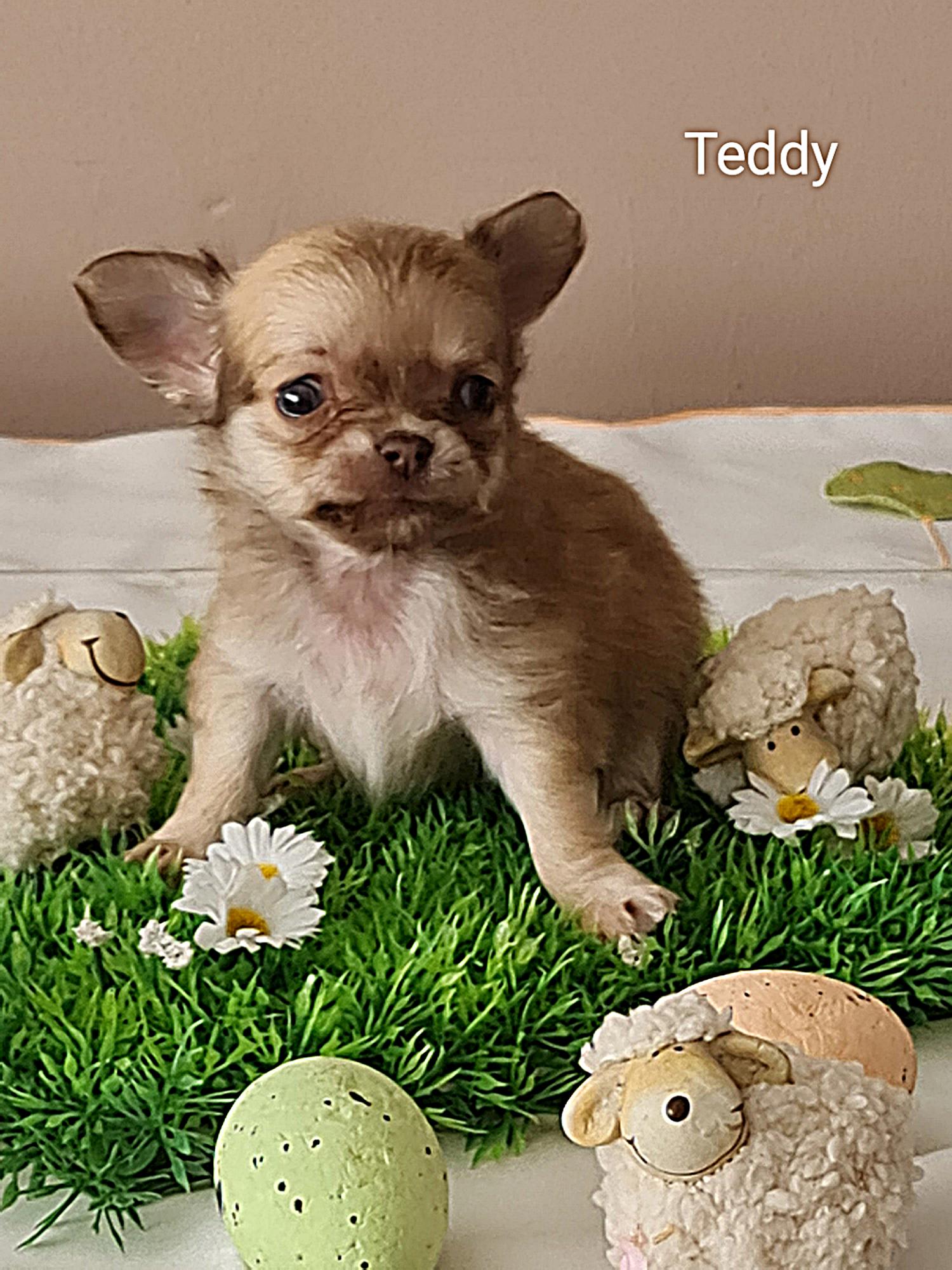 Chihuahua Joy Teddy