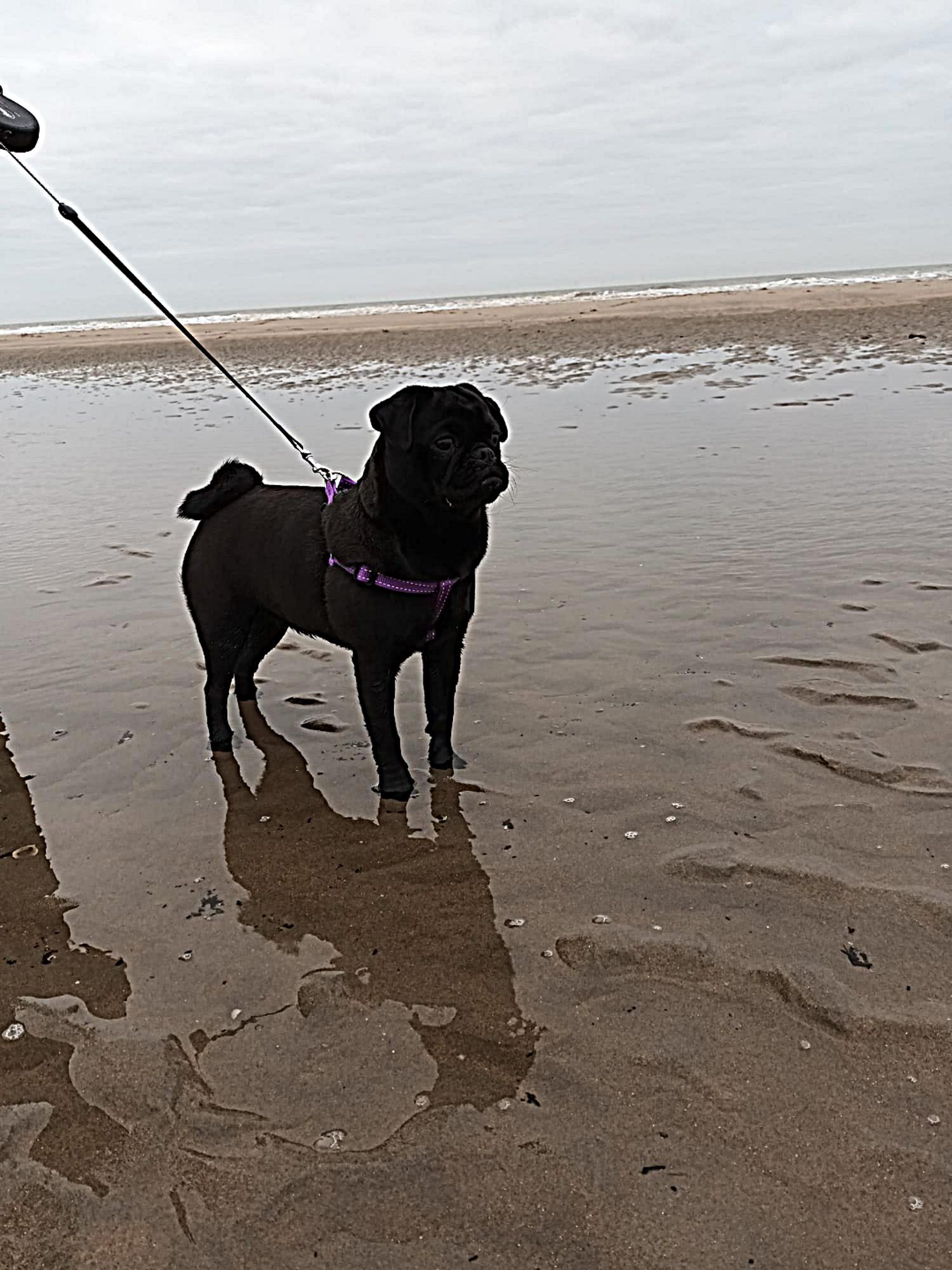 Amy - Indy Retromops