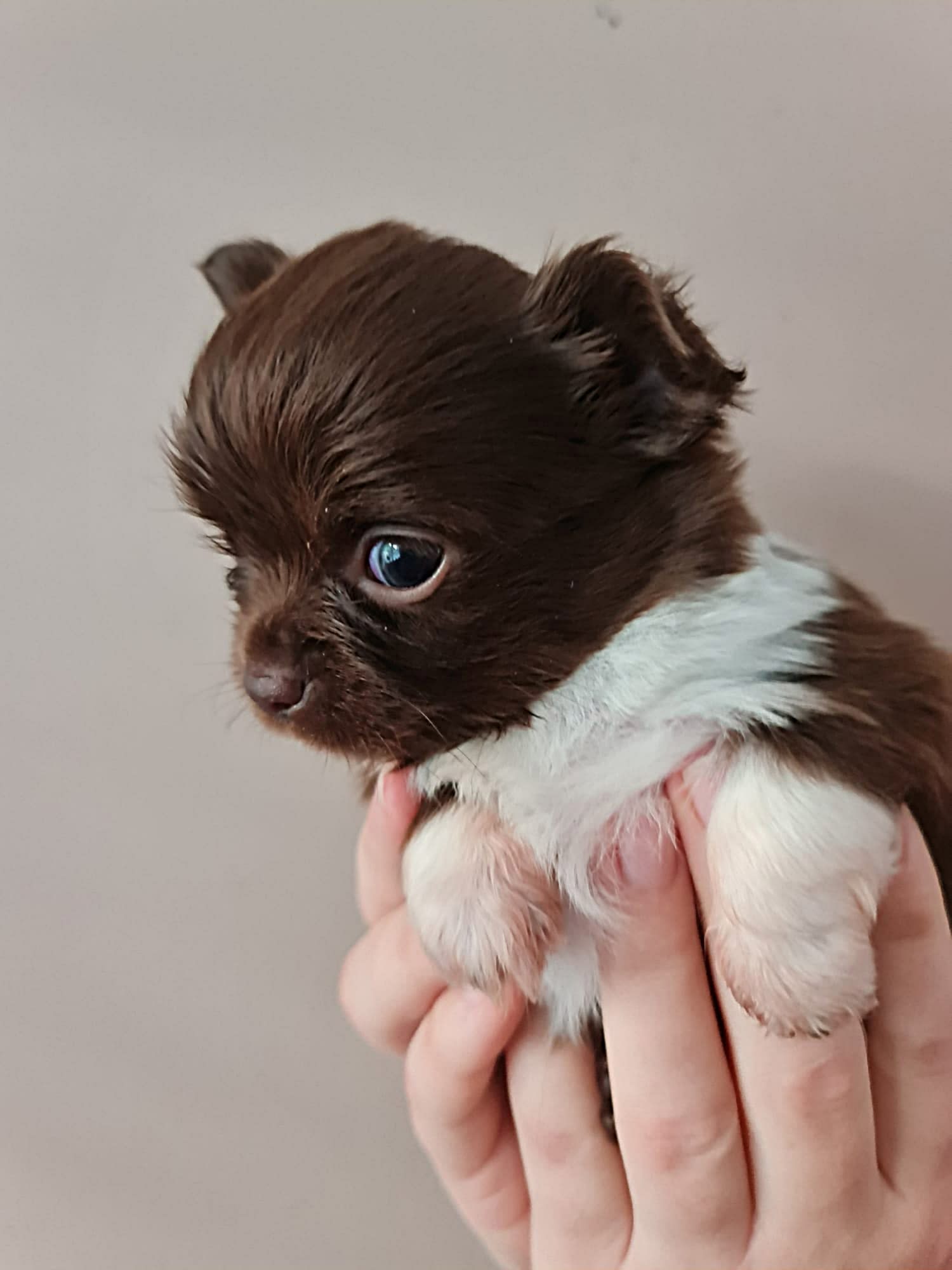 Chihuahua Jaxx