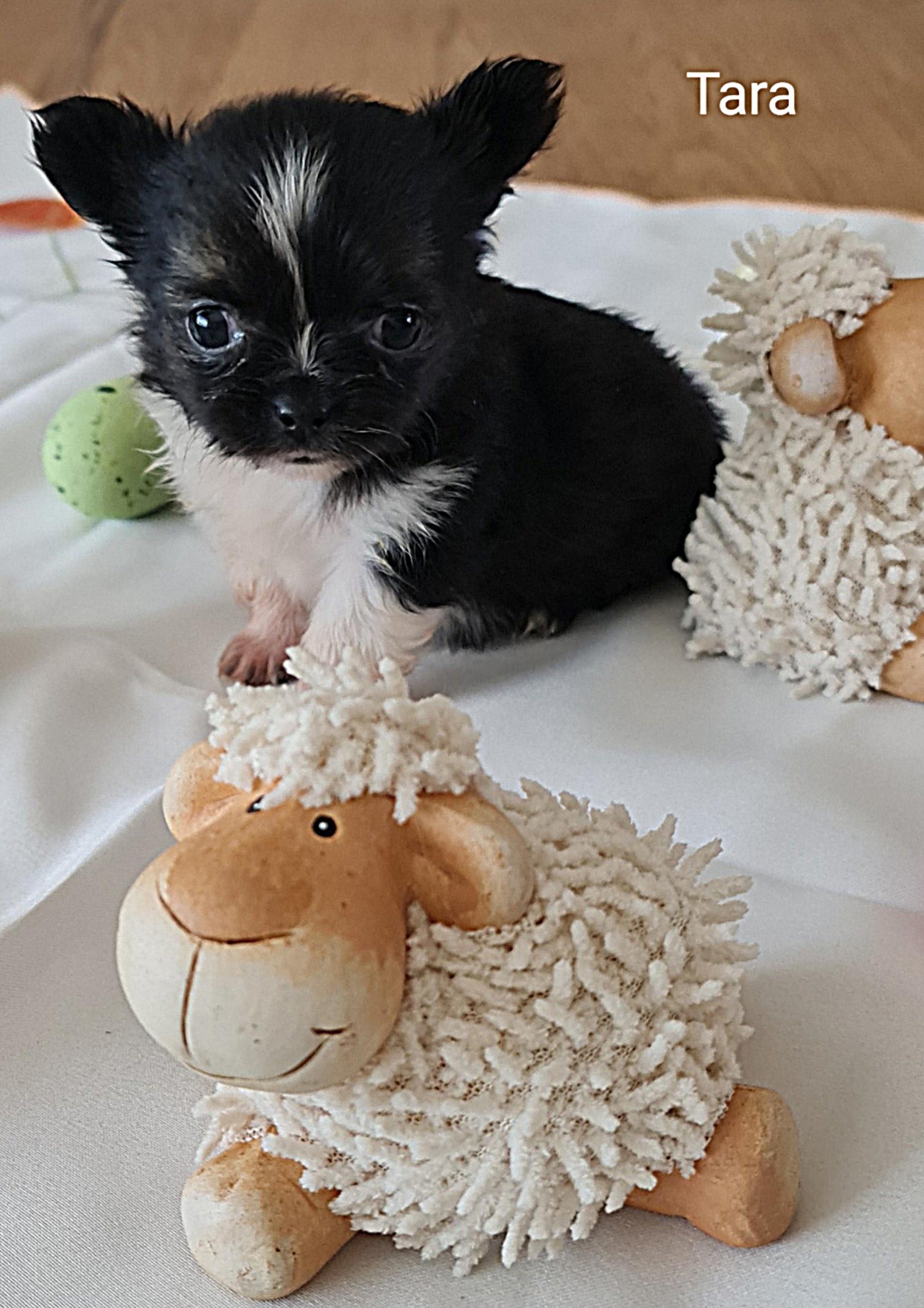 Chihuahua Tara