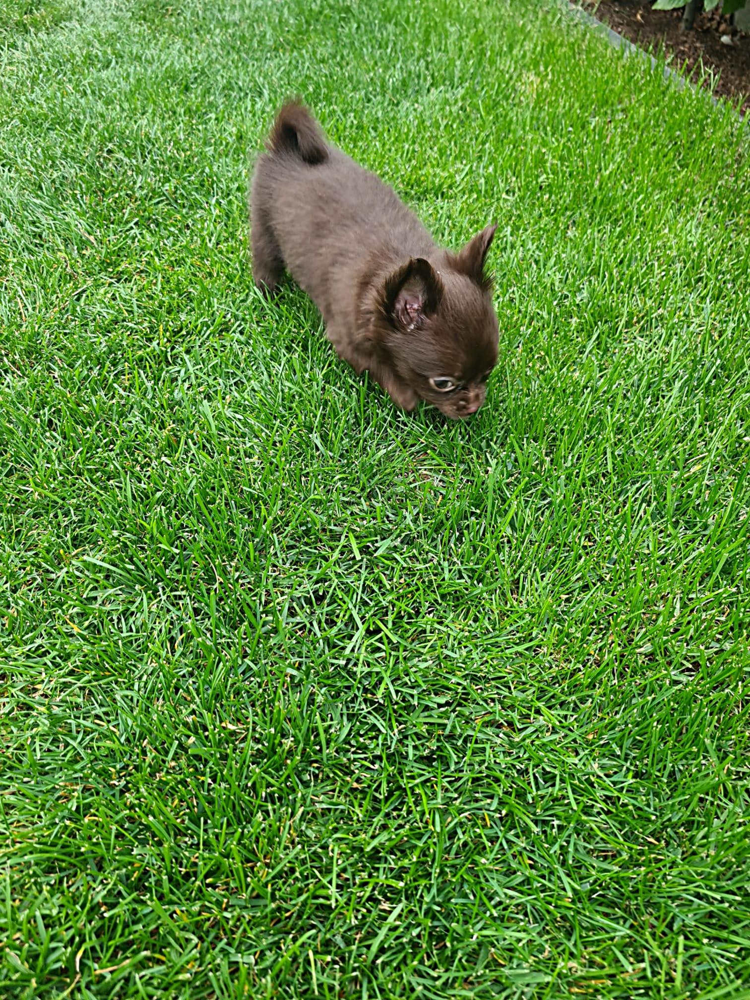 Chihuahua Pippa