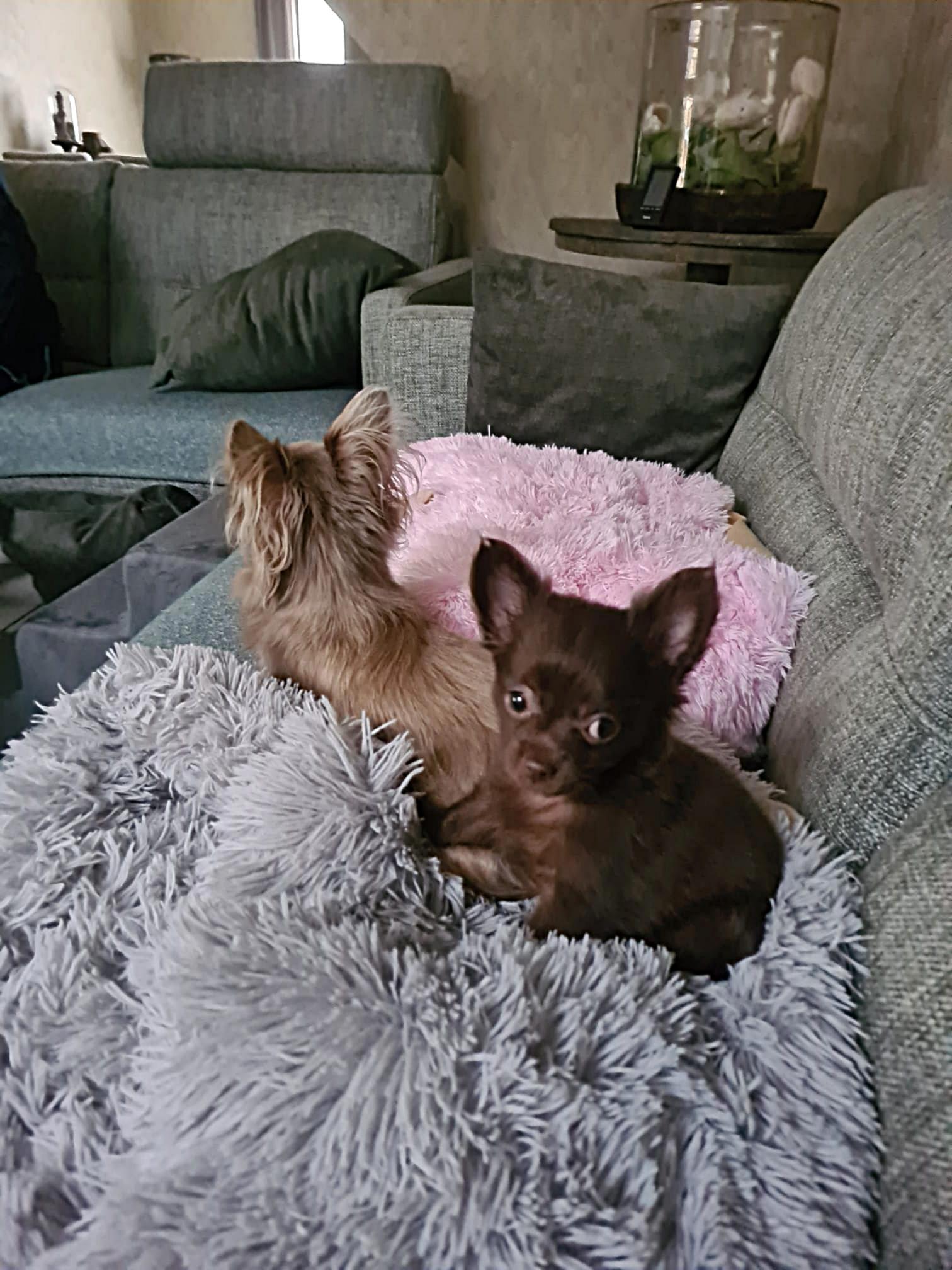 Chihuahua Pippa