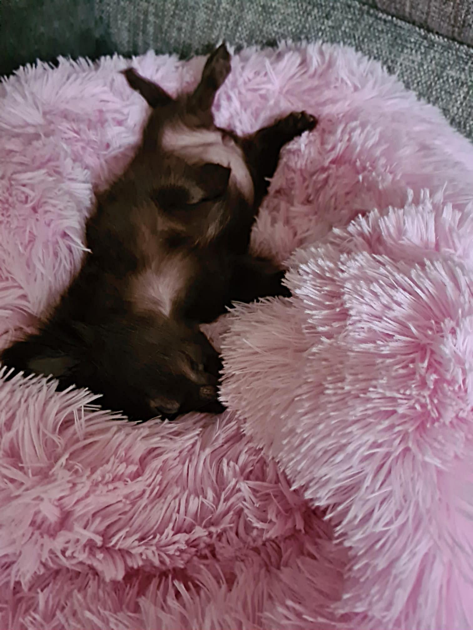 Chihuahua Pippa