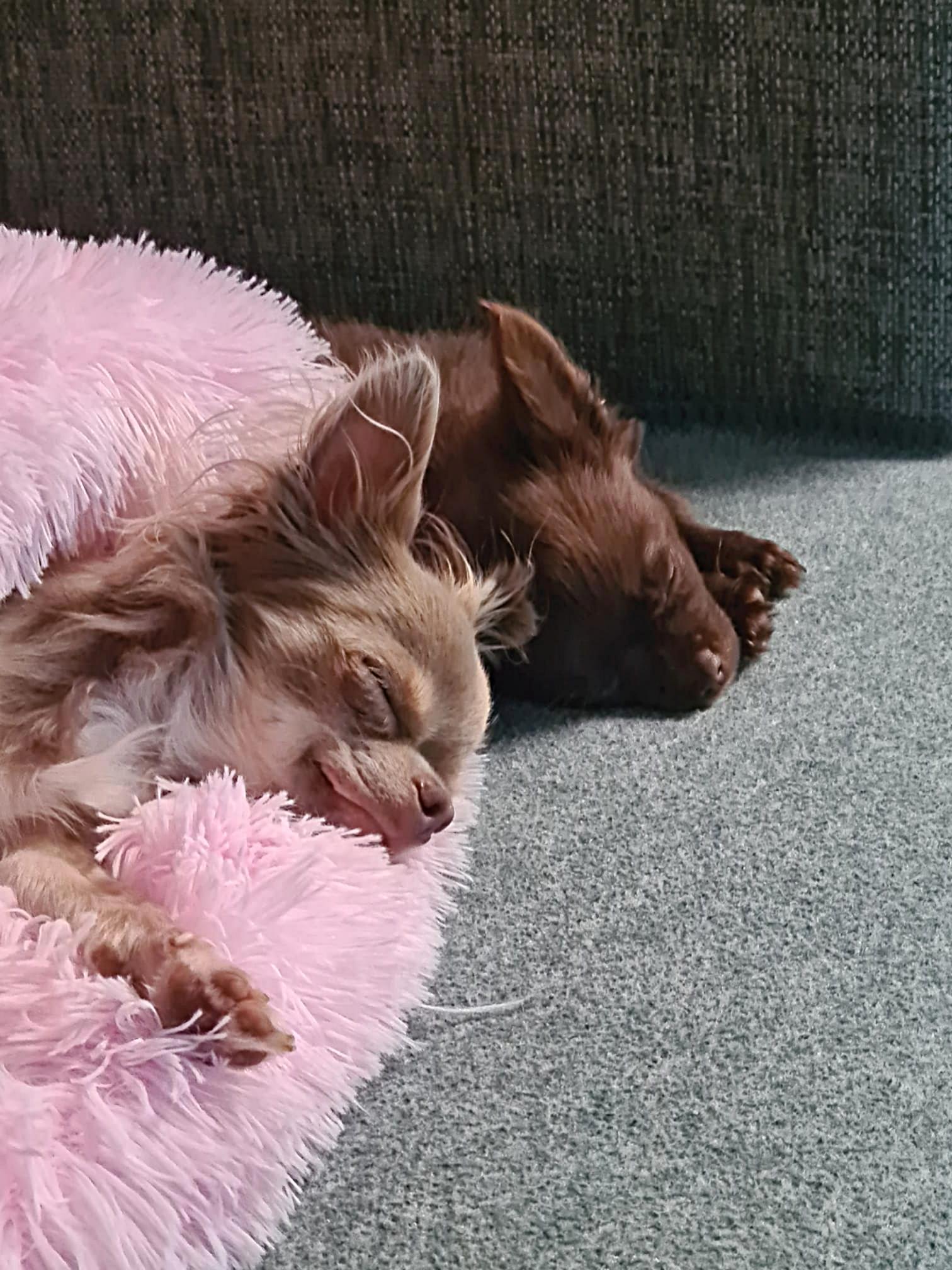 Chihuahua Pippa