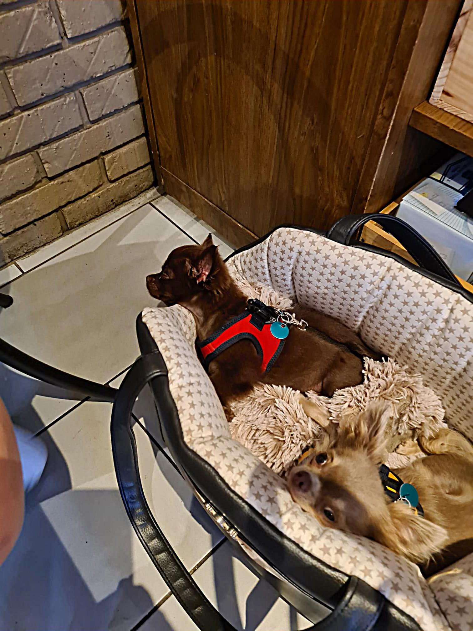 Chihuahua Pippa