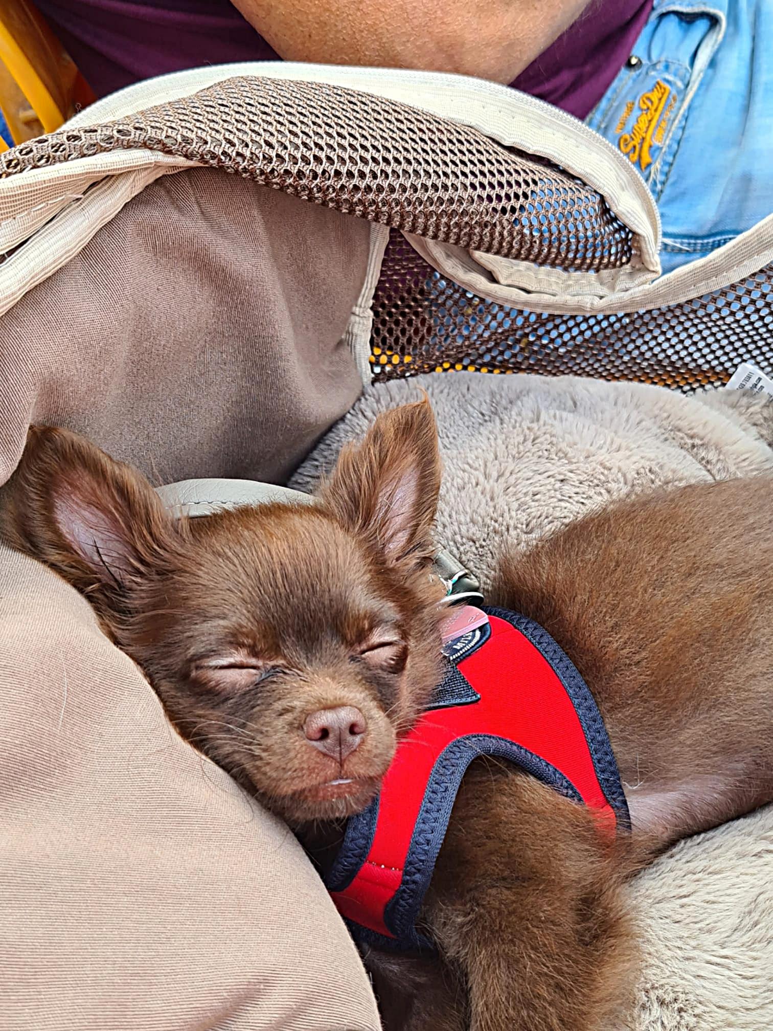 Chihuahua Pippa