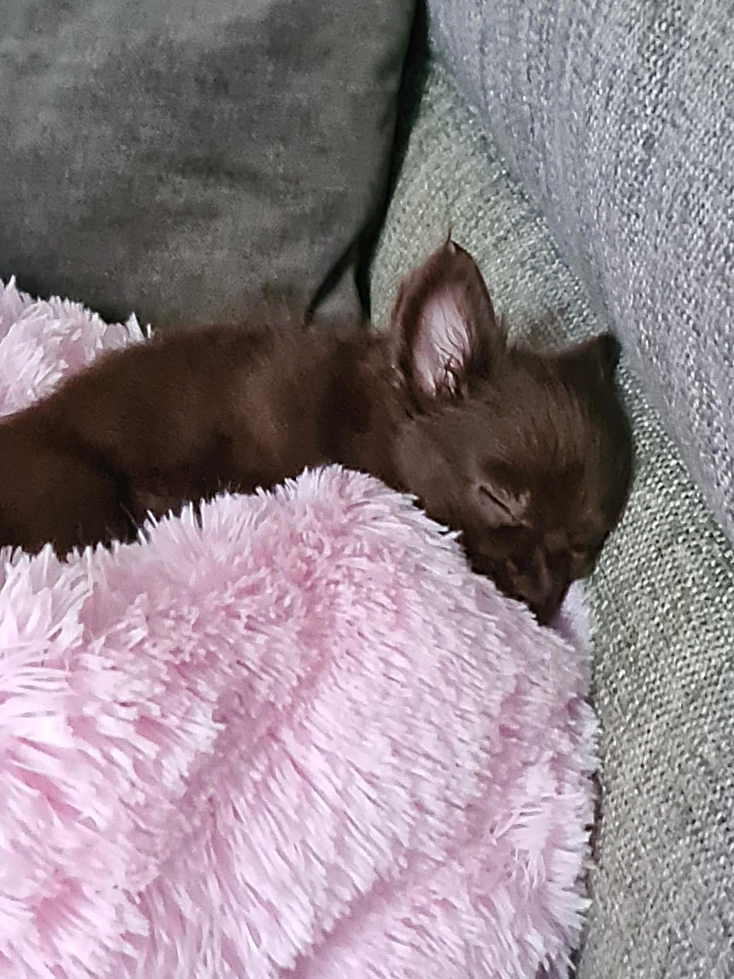 Chihuahua Pippa