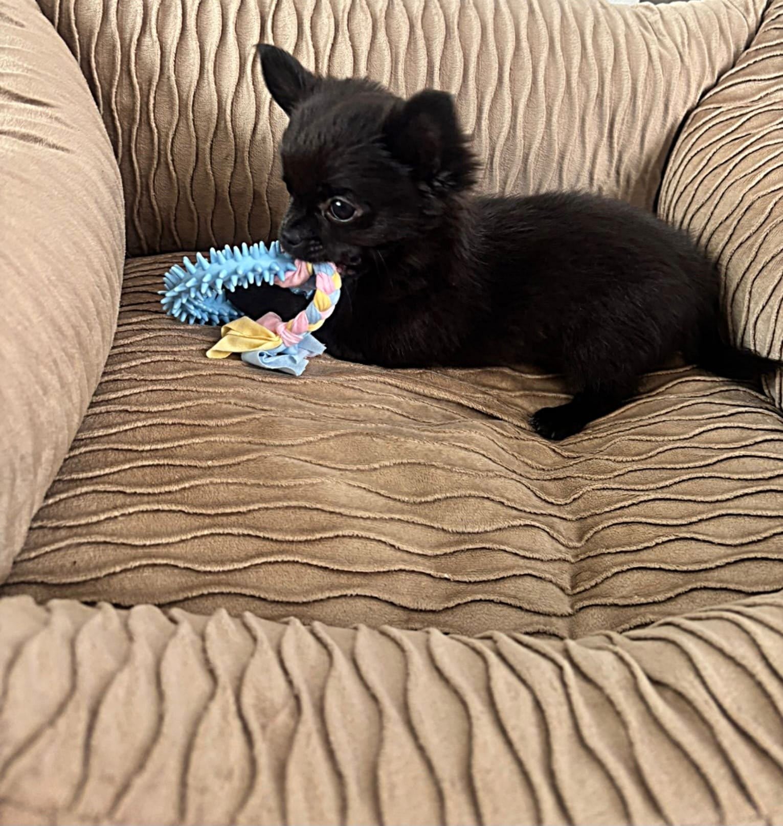 Teddy - Chihuahua