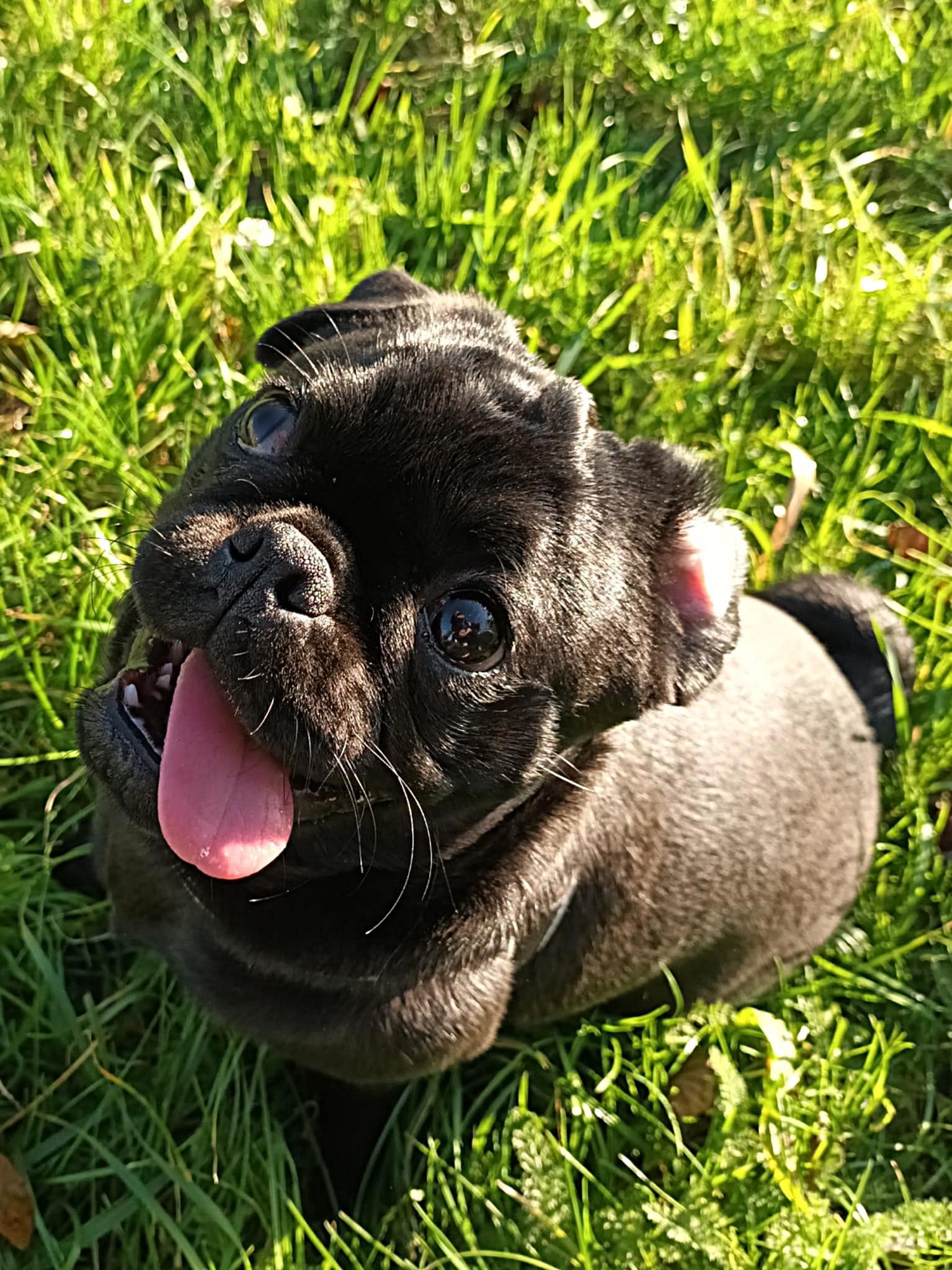 Amy - Indy Retromops