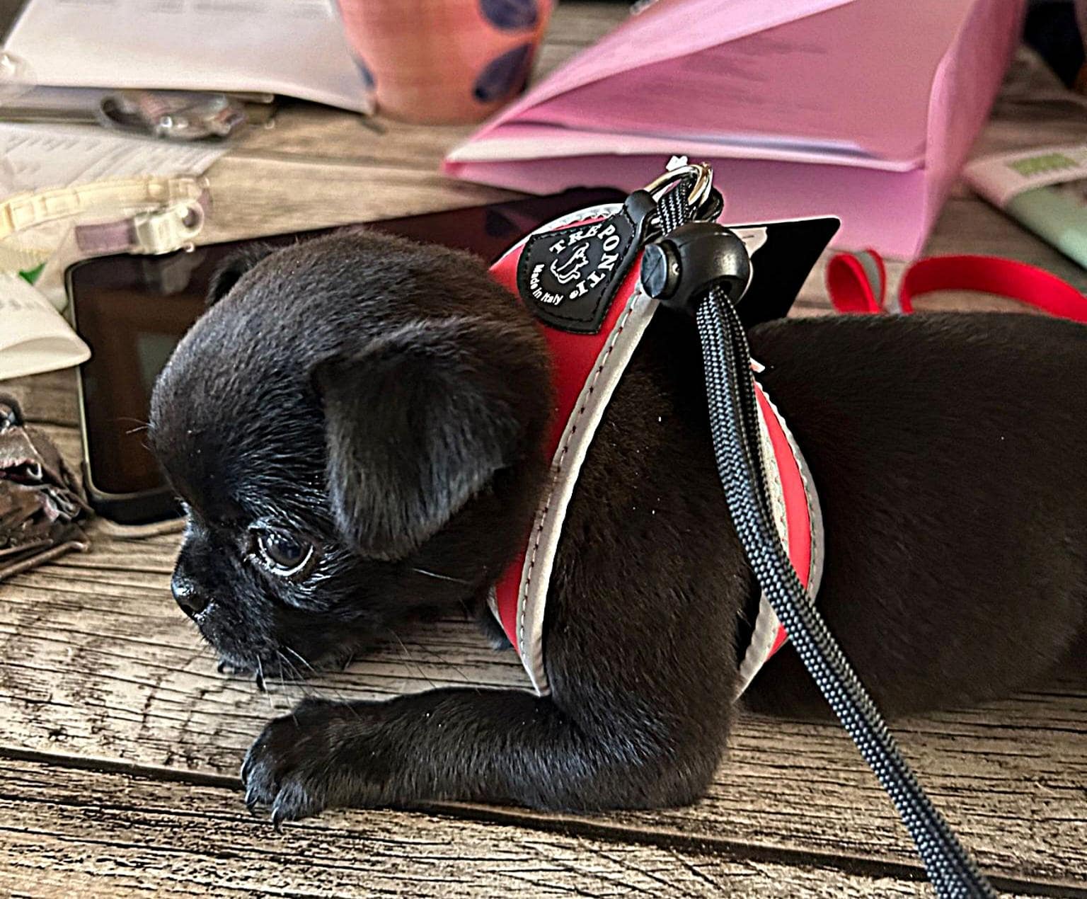 Retromops Coco - Lou Lou