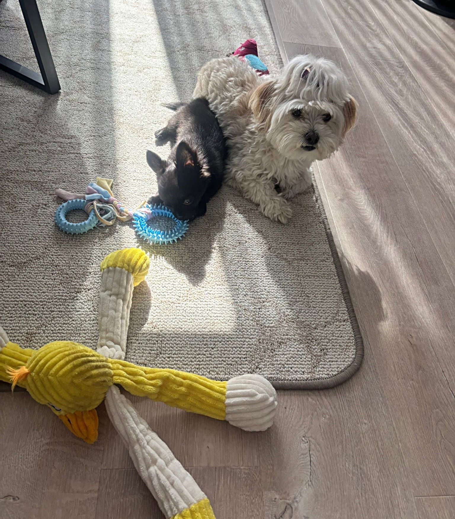 Teddy - Chihuahua
