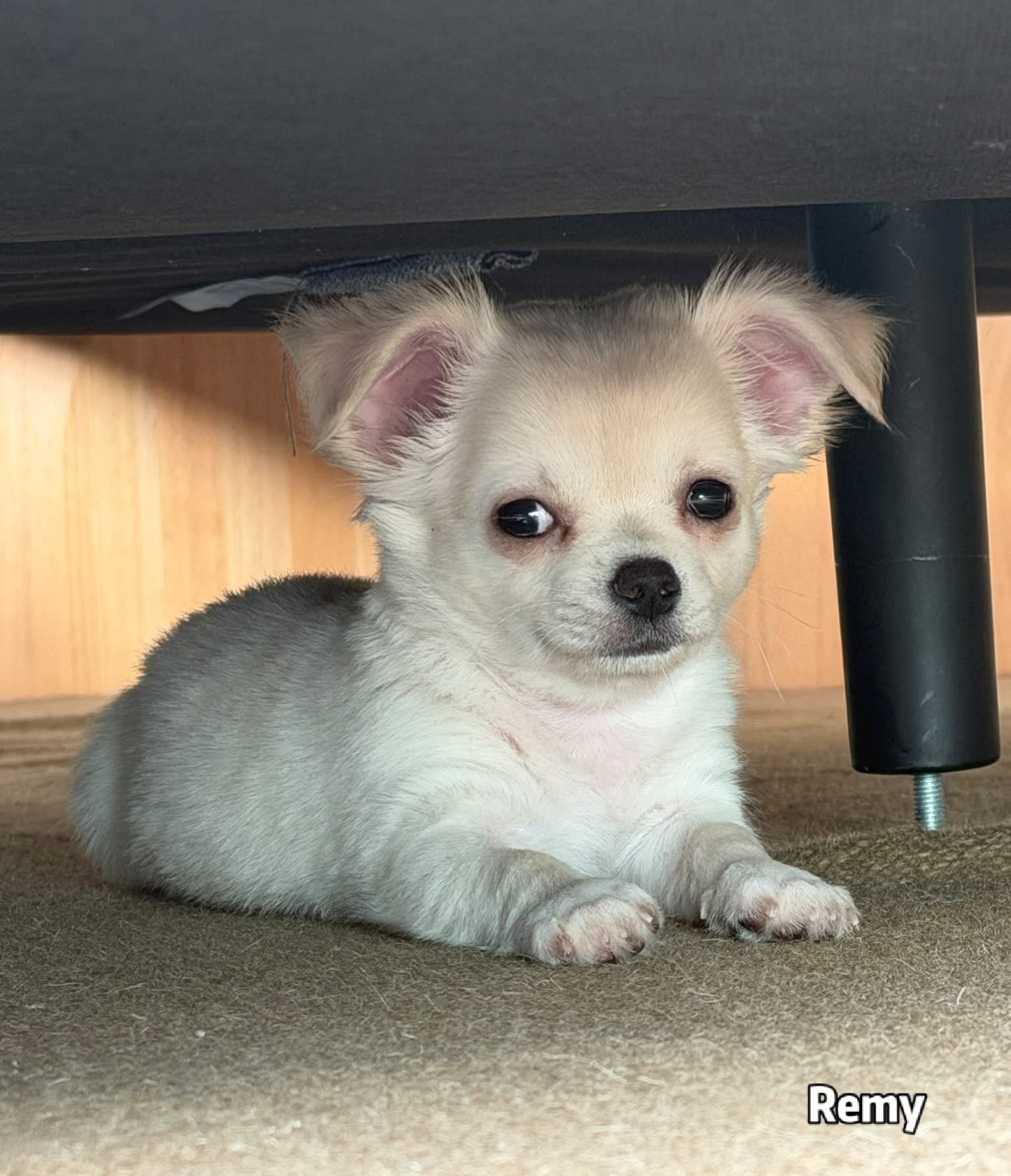 Remy Chihuahua
